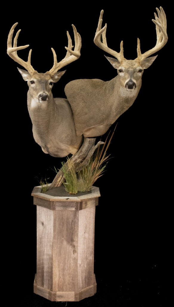 Double Pedestal 
Deer
Taxidermy
Fargo Area Taxidermists
Whitetail Mount
Whitetail shoulder mount
shoulder mounts