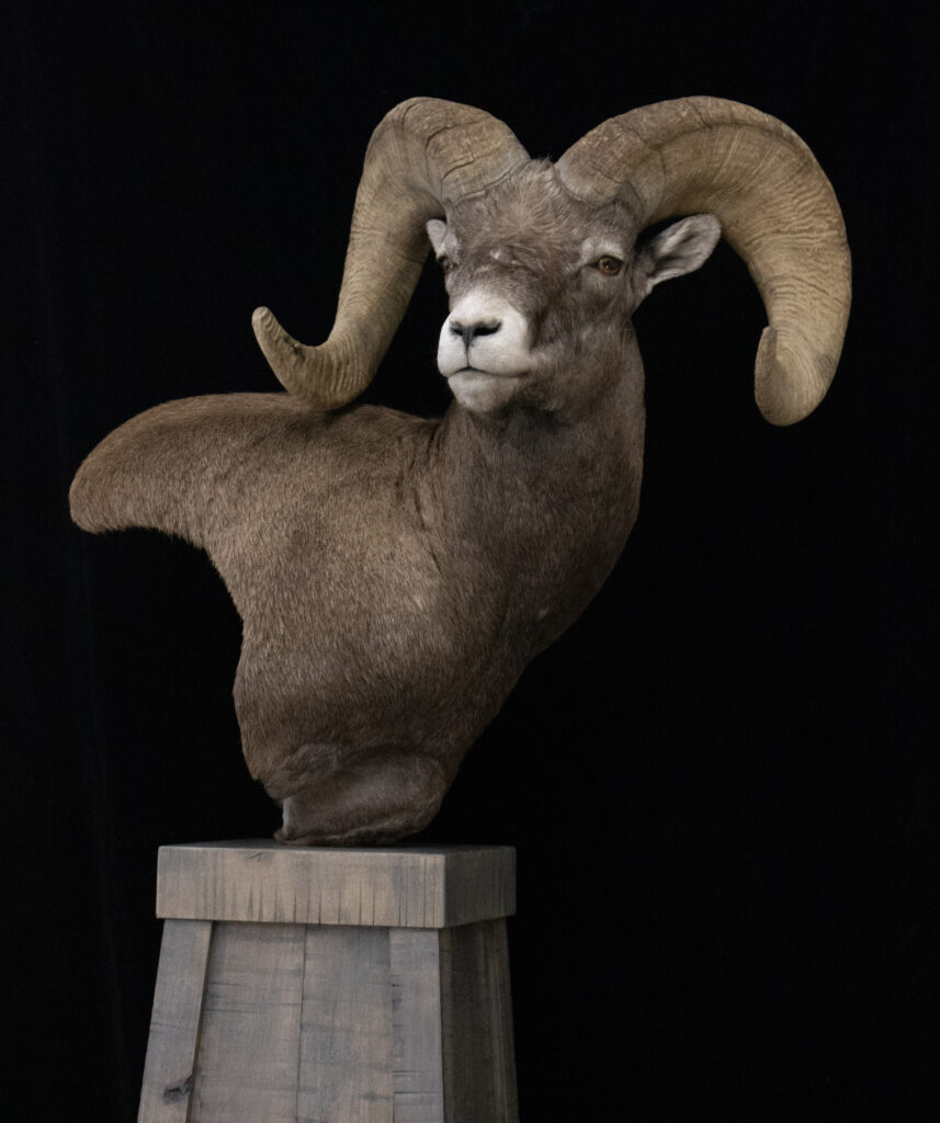Bighorn Sheep
Pedestal Mounts
Taxidermy
North Dakota Taxidermists