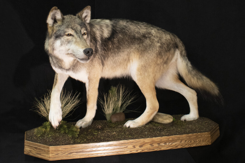 Wolf
Wolf Taxidermy
Lifesize wolf 
Lifesize wolf taxidermy
Serving Fargo area
Fargo area taxidermy