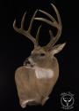 images/ariimageslider/whitetail-deer-mount-1.jpg
