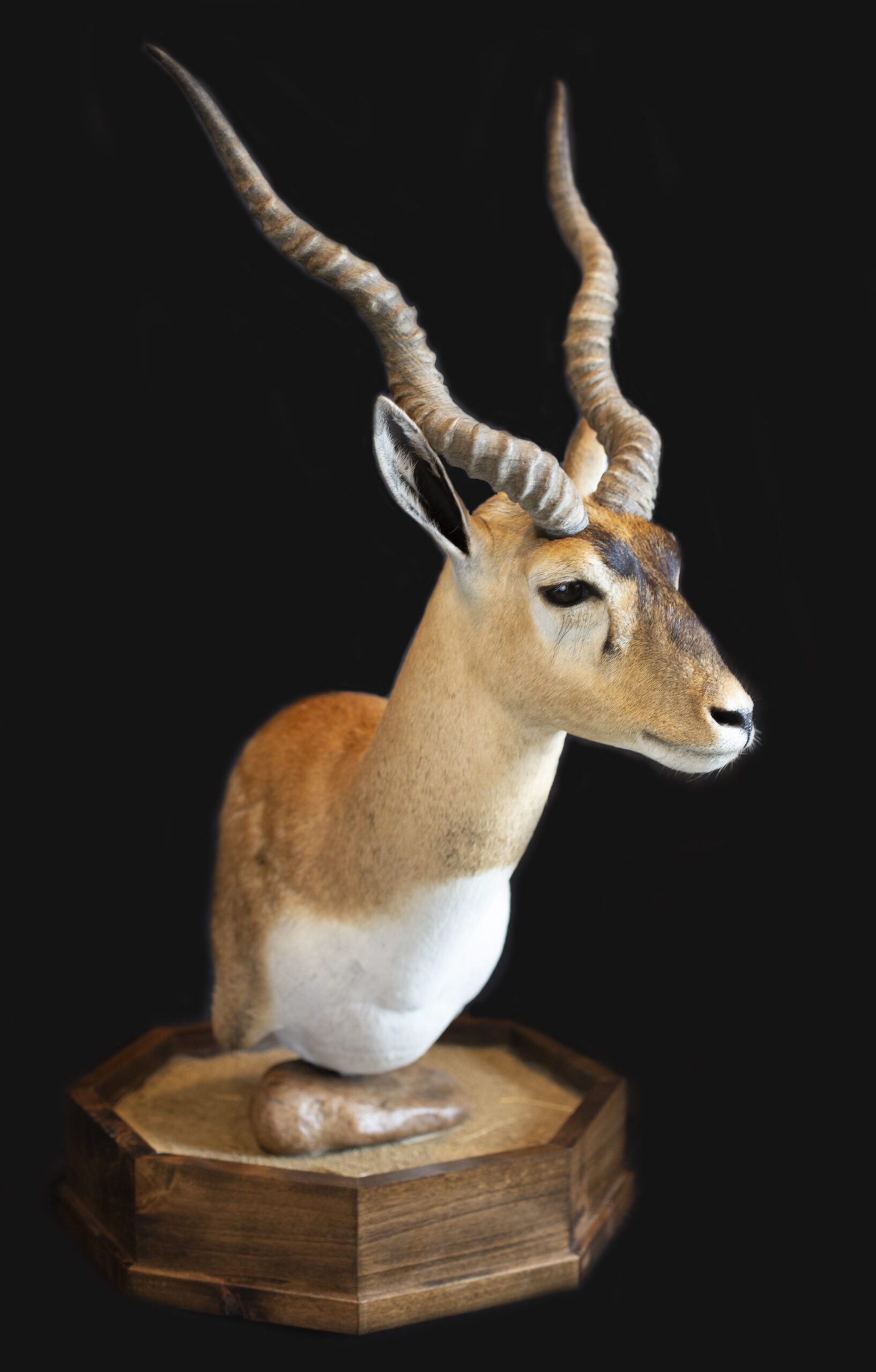 Blackbuck Pedestal 
Blackbuck Pedestal Mount
Blackbuck shoulder mount
Blackbuck Taxidermy
Blackbuck mounts
Blackbuck Pictures