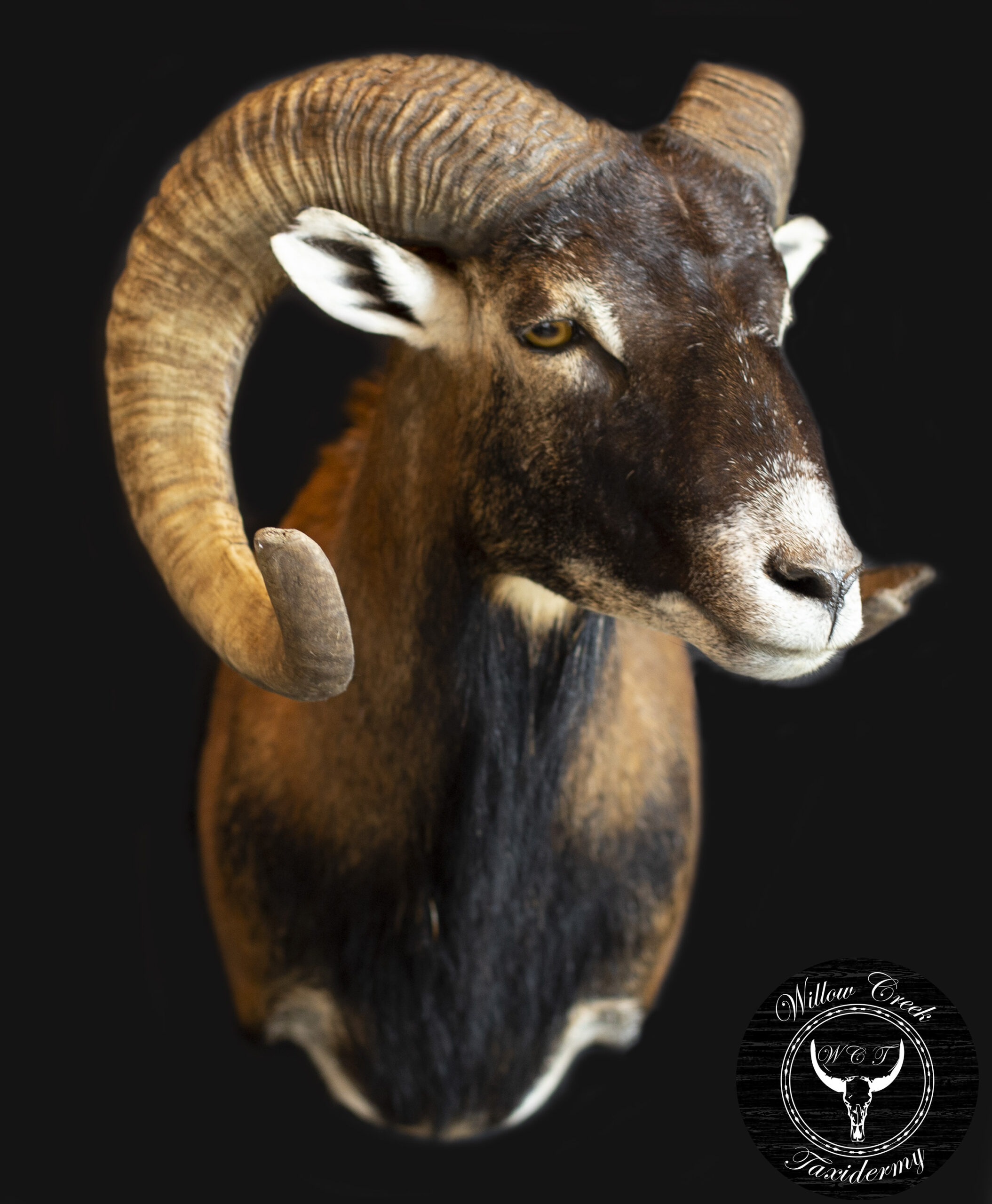 Corsican sheep
Shoulder Mount
Corsican mount
Corsican shoulder mount