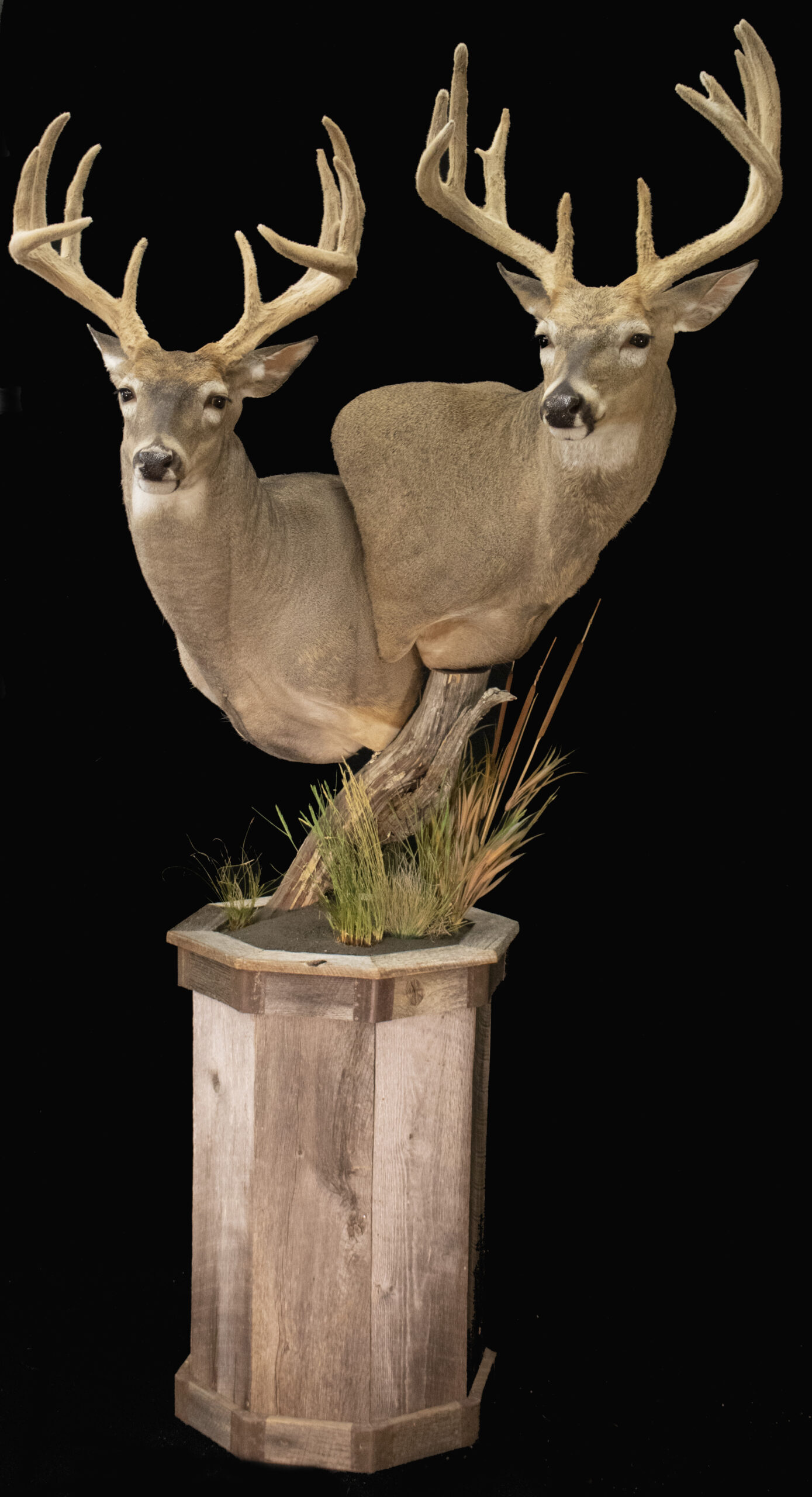 Whitetail Pedestal Mount
Taxidermy