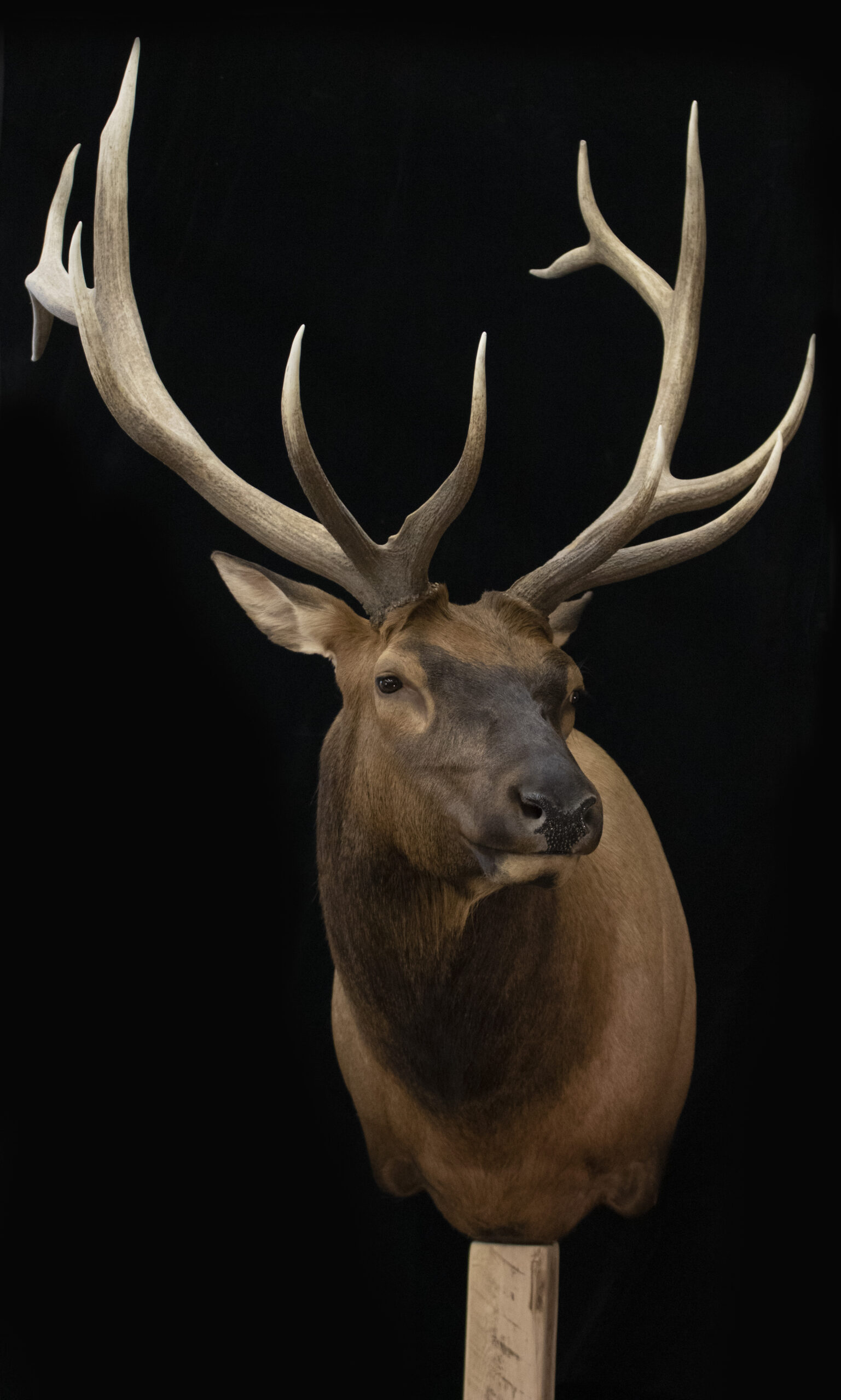 Elk Taxidermy
Elk Pedestal
Pedestal Elk
Elk
Taxidermy
Pedestal Elk Mounts