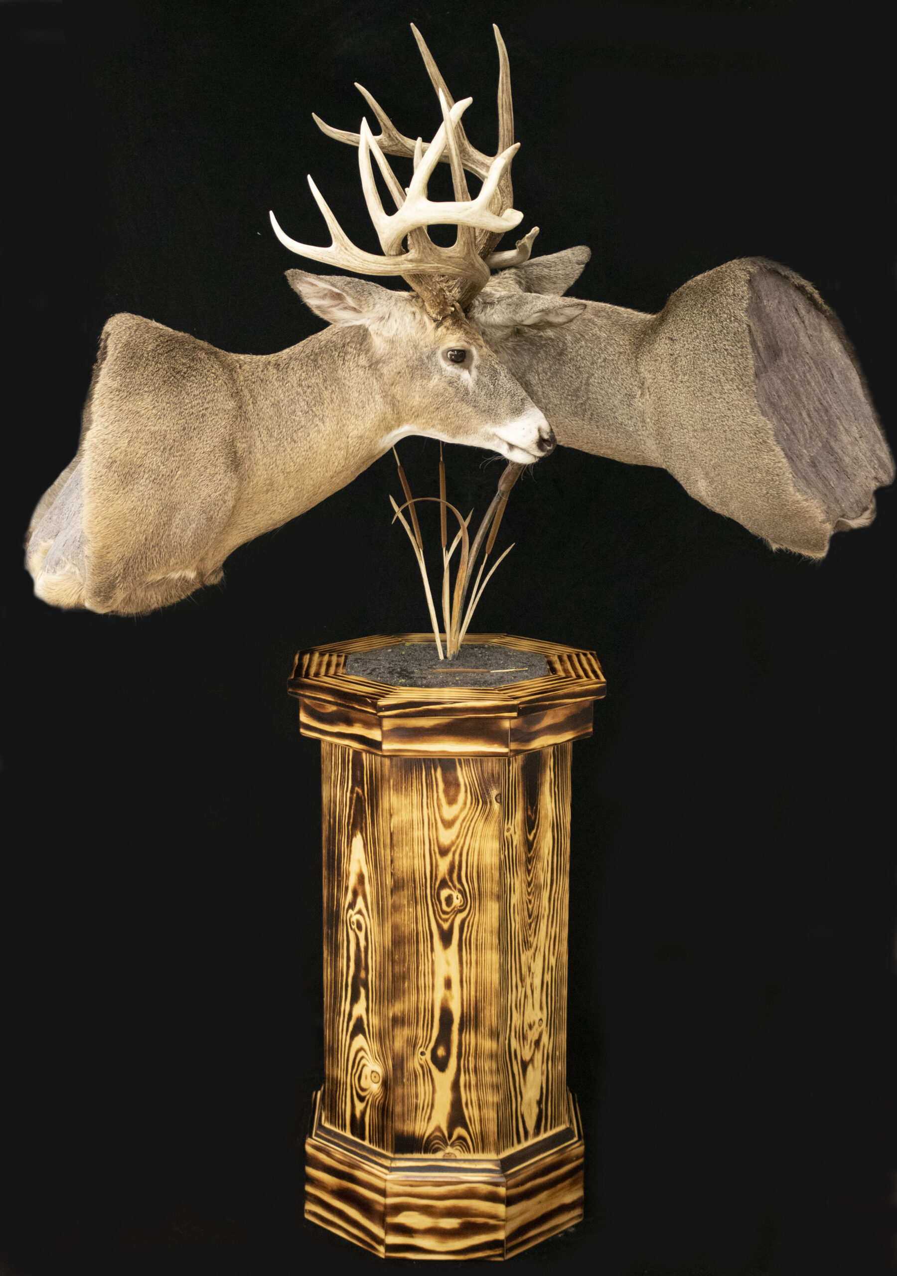 Pedestal Mount
Taxidermy Mount
Whitetail Mount
