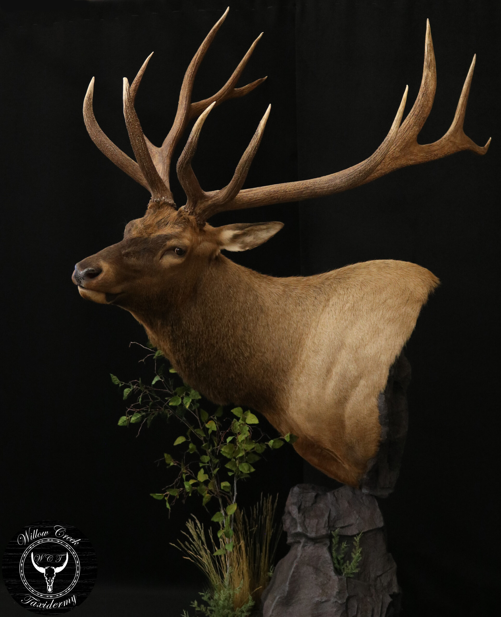 Elk Taxidermy
Elk Mount
Pedestal Elk
Elk Pedestal
Taxidermy