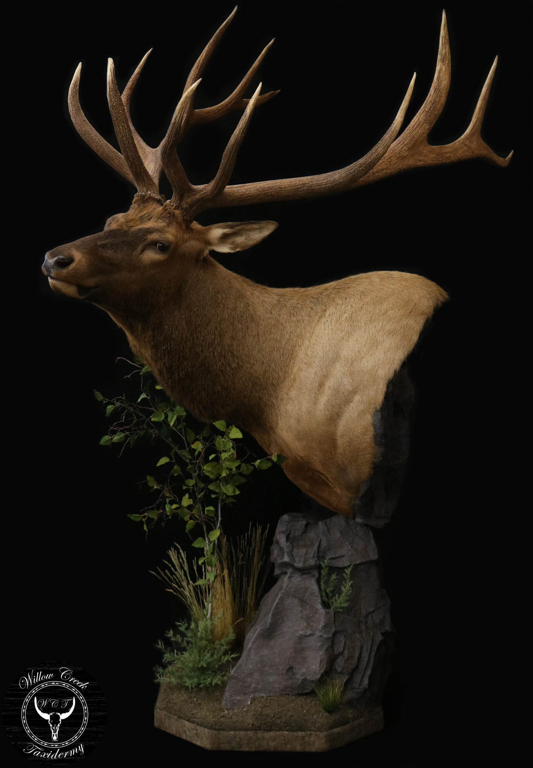 Elk Taxidermy
Big Game 
Big Game Taxidermy
Elk Pedestal
Pedestal Elk
Elk Shoulder mount
