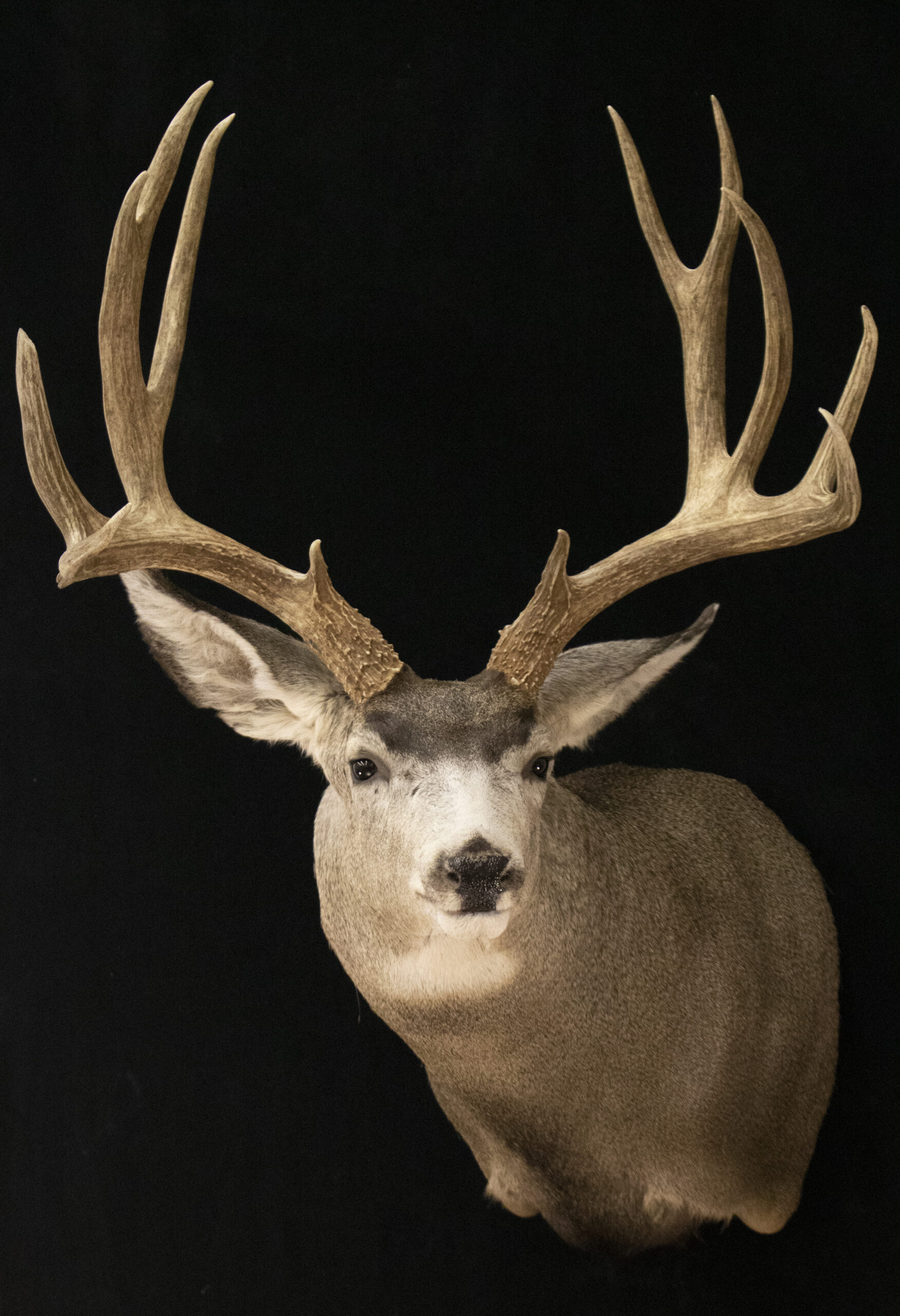 Mule Deer
Mule Deer mounts
Mule Deer Shoulder Mounts
Mule deer taxidermy
Mule deer taxidermy pictures