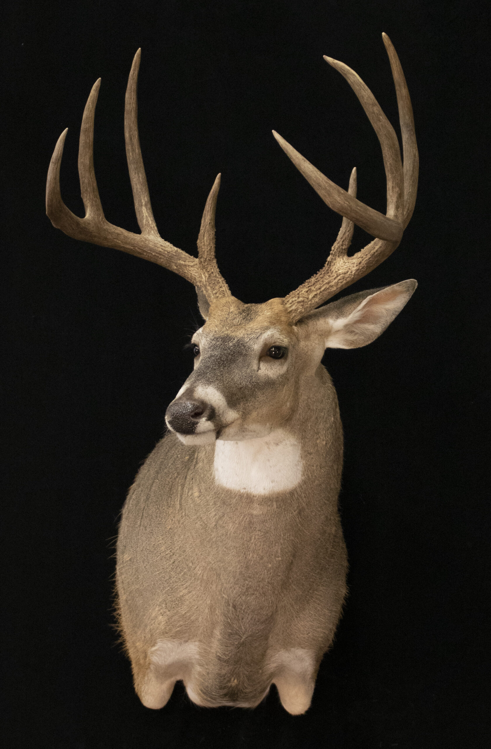 Whitetail Deer
Taxidermy Whitetail
Shoulder Mount Deer