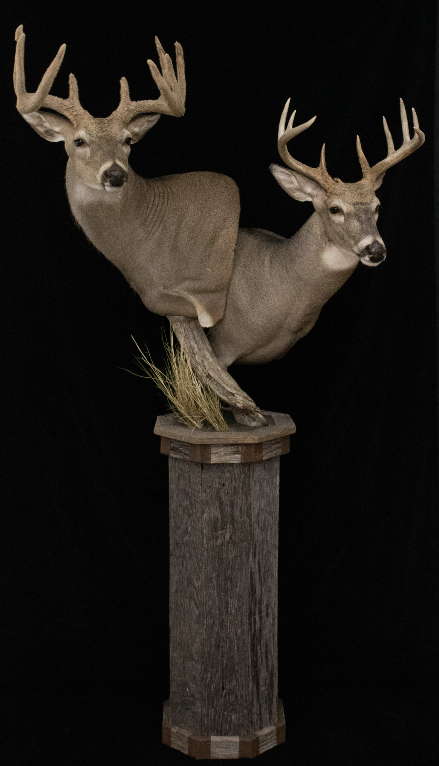 Whitetail Deer pedestal
Pedestal Mount
Deer Mount
Deer Pedestal Mount
Taxidermy
Fargo Taxidermy
North Dakota Taxidermy