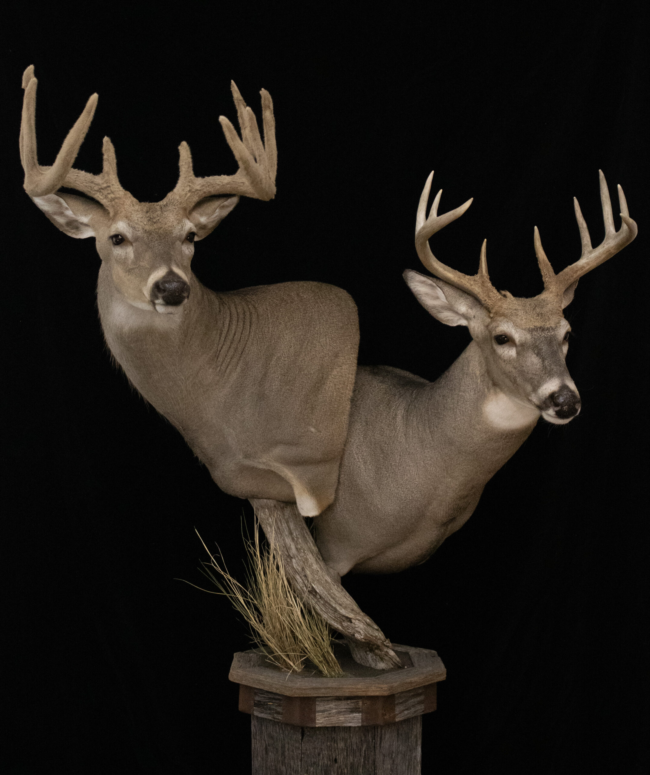 Whitetail Pedestal Mount
Double Pedestal Mount
Deer Mount 
Fargo Area Taxidermy
North Dakota Taxidermy
Deer Pedestal Mount