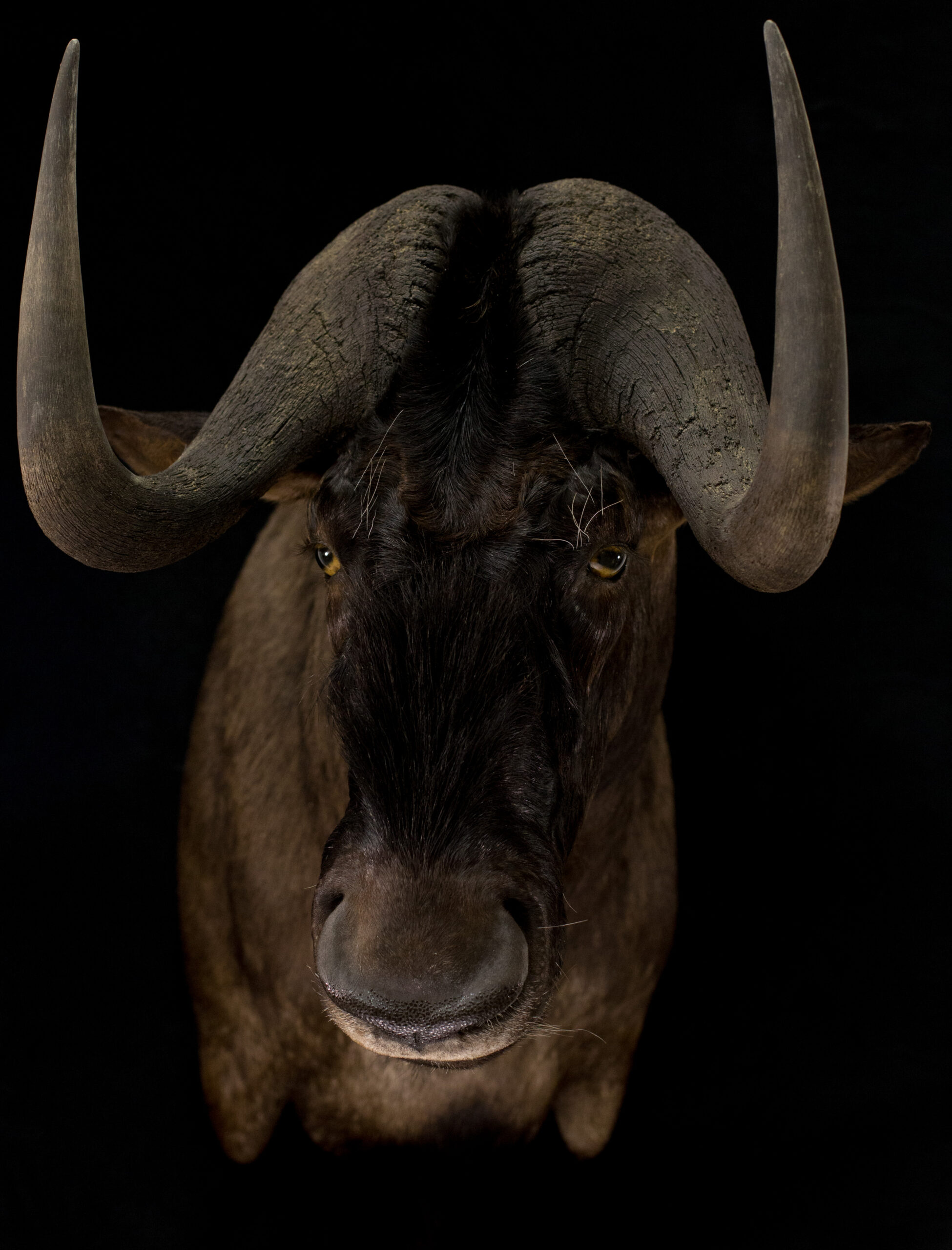 African Safari
Wildebeest
Black Wildebeest
Black Wildebeest Taxidermy
Black Wildebeest Shoulder mount
Africa