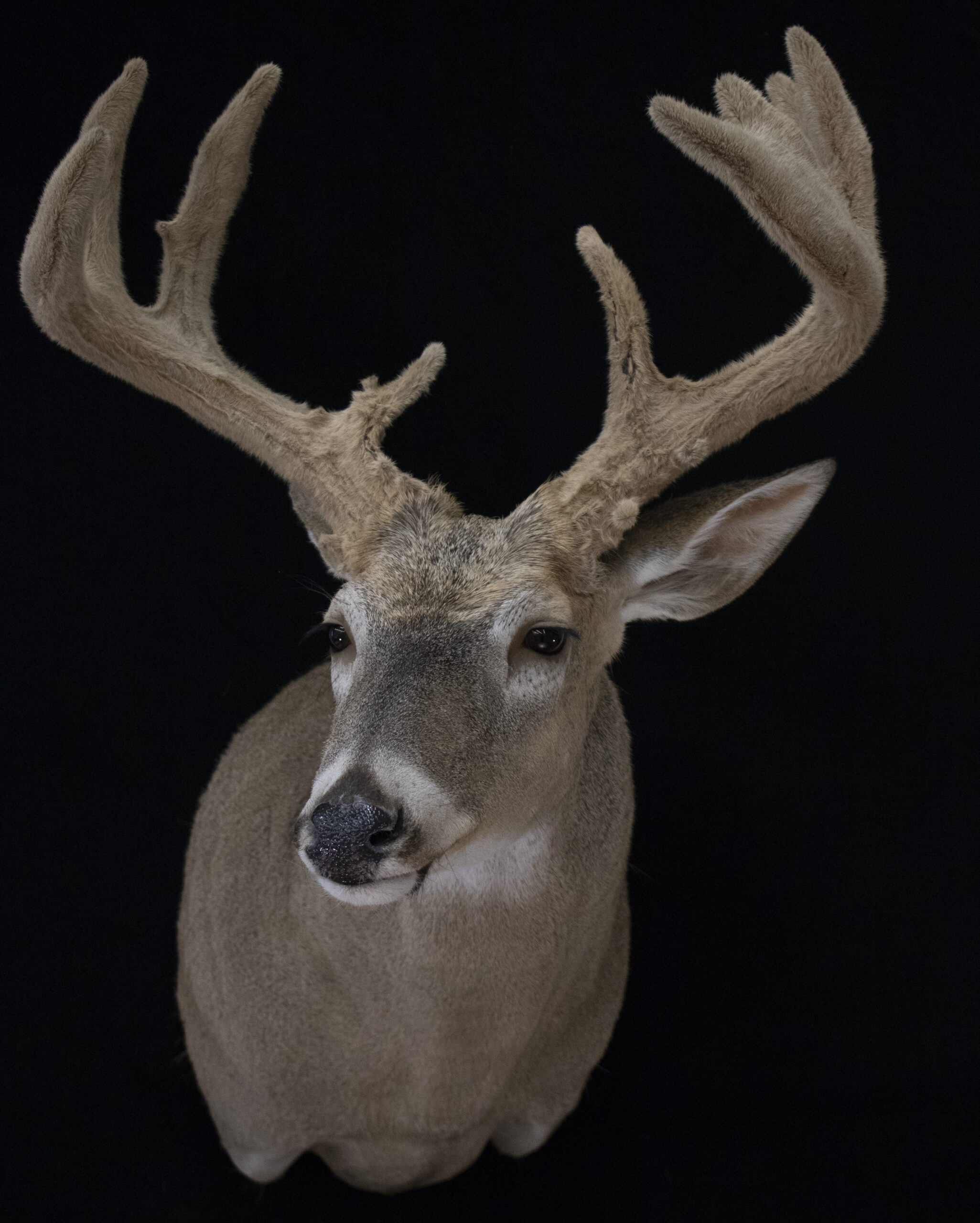 Velvet Buck
Deer Hunting
Early Season Deer
Velvet Deer Mount
Velvet Shoulder Mount
North Dakota Velvet Deer Mount
Shoulder Mount