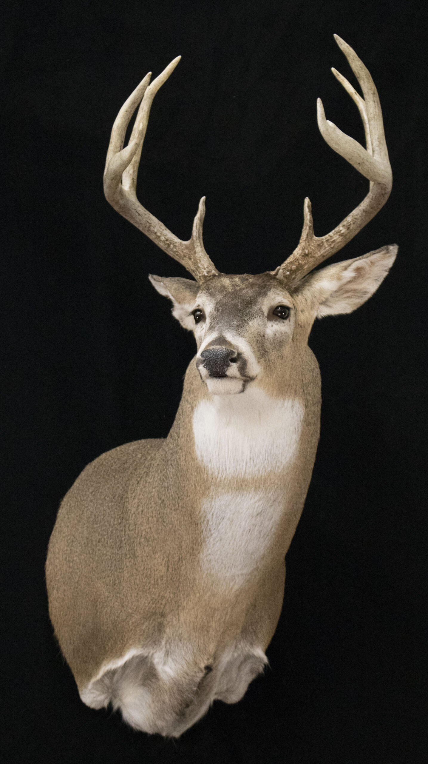 Shoulder Mount Taxidermy
Taxidermy
Deer Shoulder Mount
Whitetail Deer
Shoulder Mount Deer
Deer Taxidermy
Double Throat Patch Deer