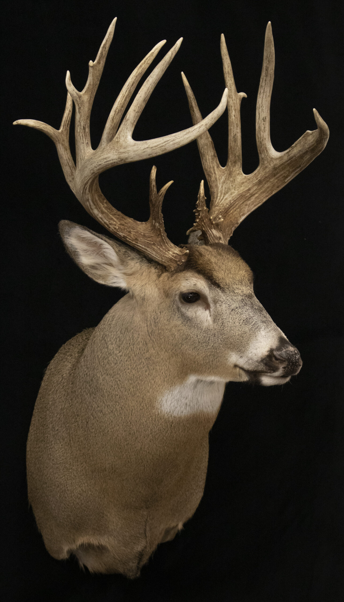 Whitetail Shoulder Mount
Taxidermy
Deer
Semi-Upright Deer Form