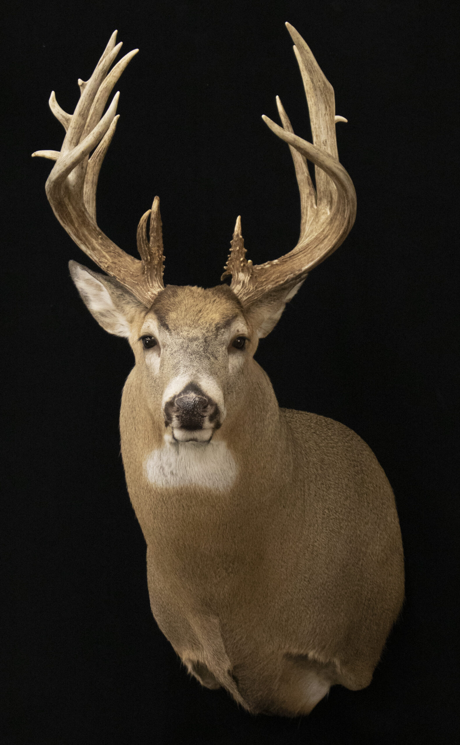 Whitetail Mount
Deer Mounts
Taxidermy
Deer Forms
Taxidermy Pictures
