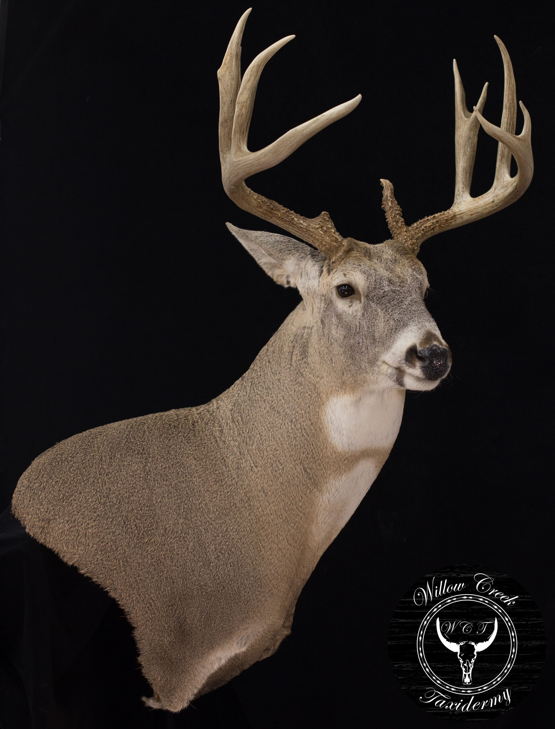 Wall Pedestal Whitetail Deer Mount
Deer Pedestal Mount
Deer Mount
Whitetail Deer
Big Deer Mounts