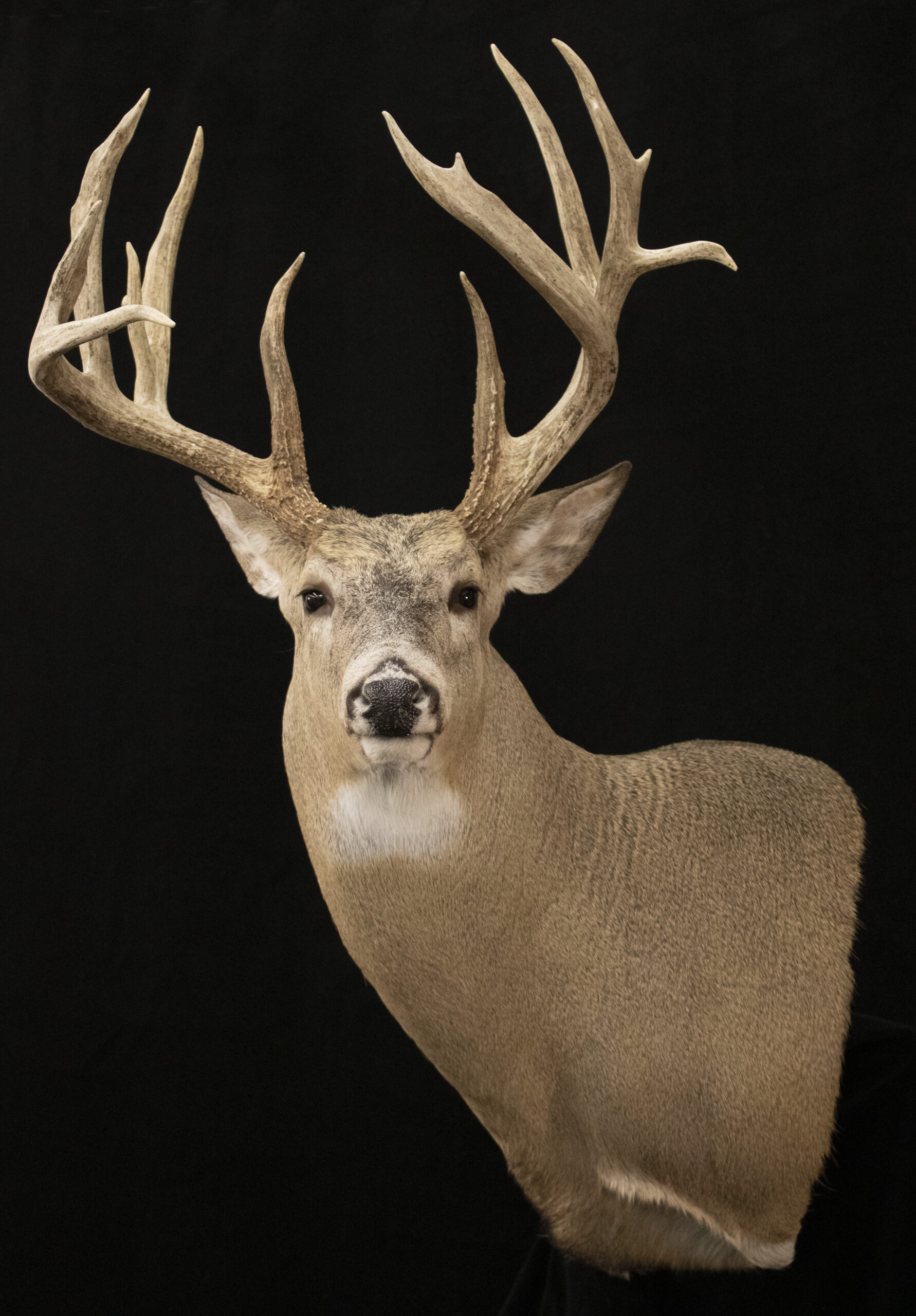 Wall Pedestal Deer Form
Wall Pedestal Deer Mount
Wall Pedestal Whitetail
Taxidermy deer
Wall Pedestal Deer Mount