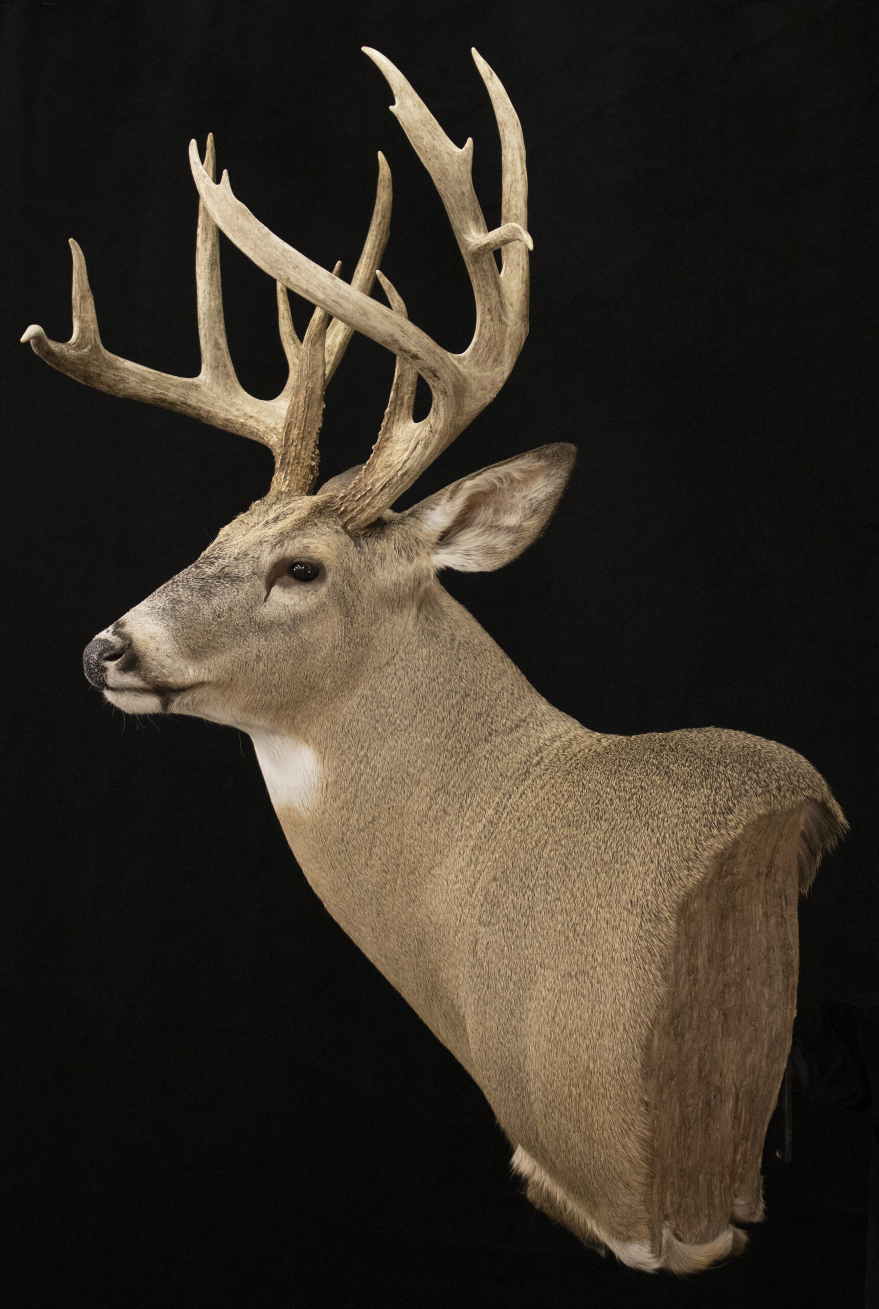 Whitetail Taxidermy
Taxidermy
Wall Pedestal Form
Deer Taxidermy