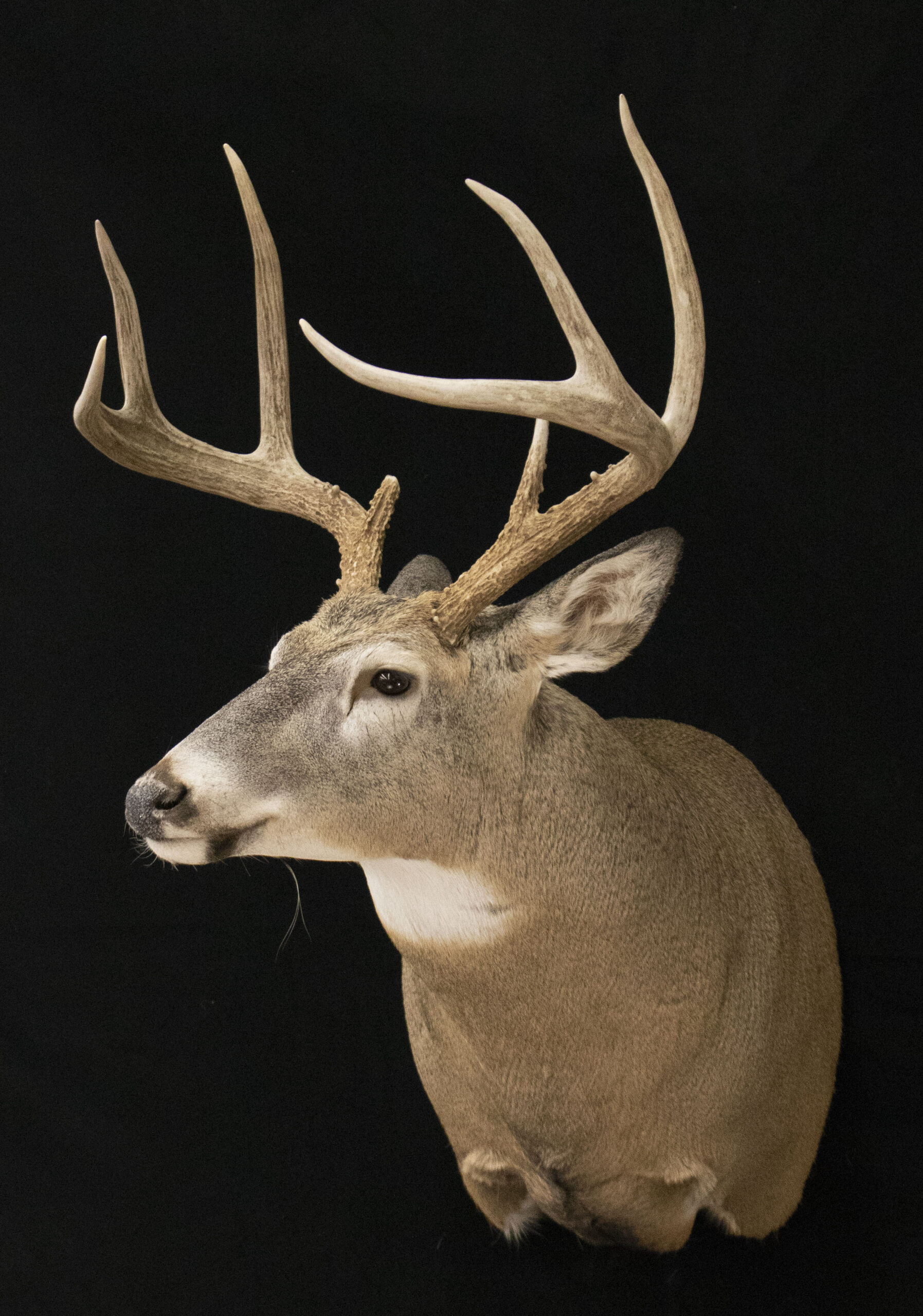 Semi Sneak Deer Form
Semi Sneak Shoulder Mount
Semi Sneak Deer Mount
Whitetail Deer Mount