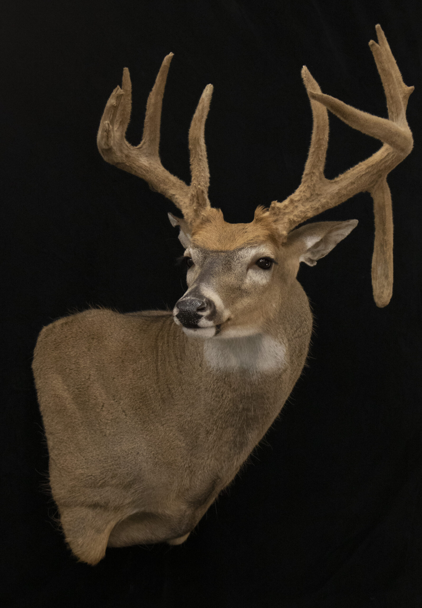 Velvet Deer
Velvet Taxidermy
Velvet Whitetail
Wall Pedestal Deer 
Velvet Deer Mounts
