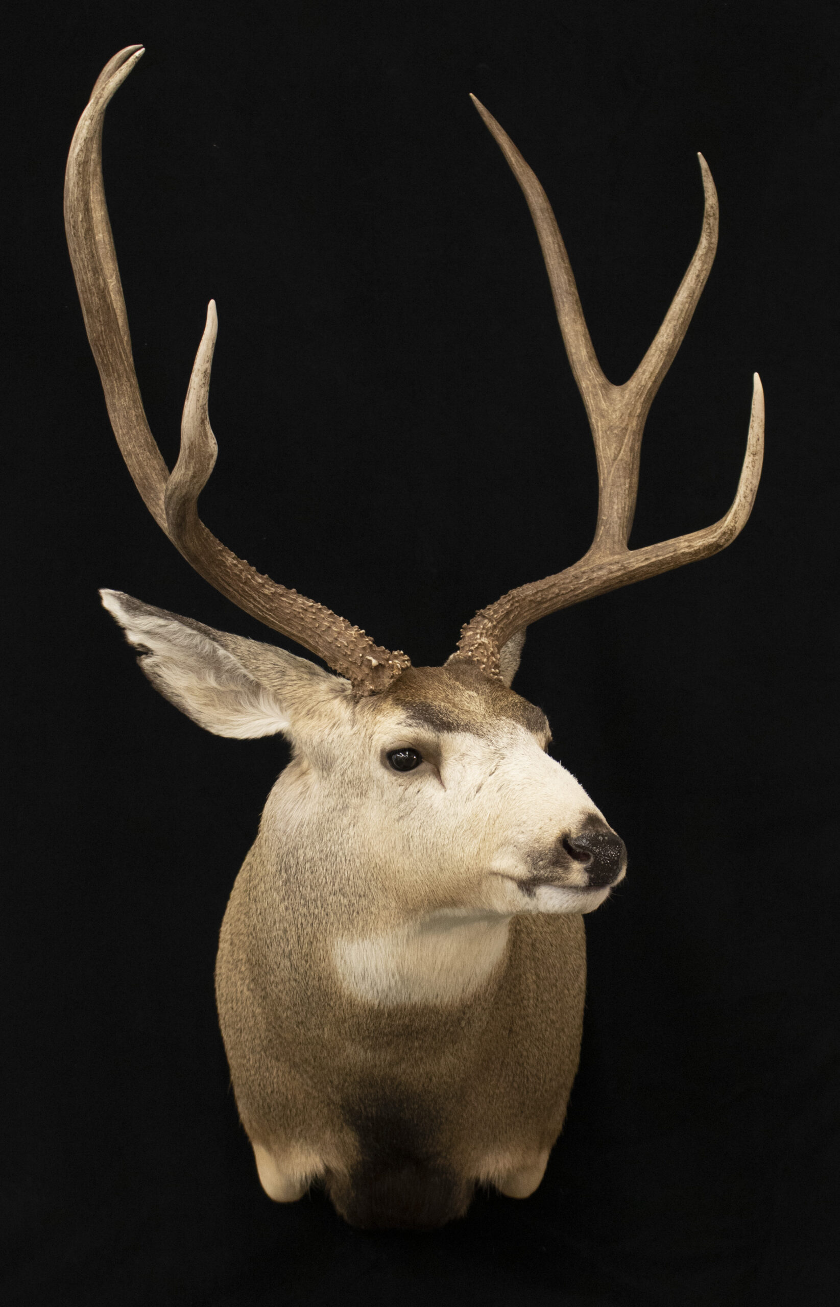 Mule Deer
Mule Deer Shoulder mount
Mule Deer mounts
Mule Deer Taxidermy