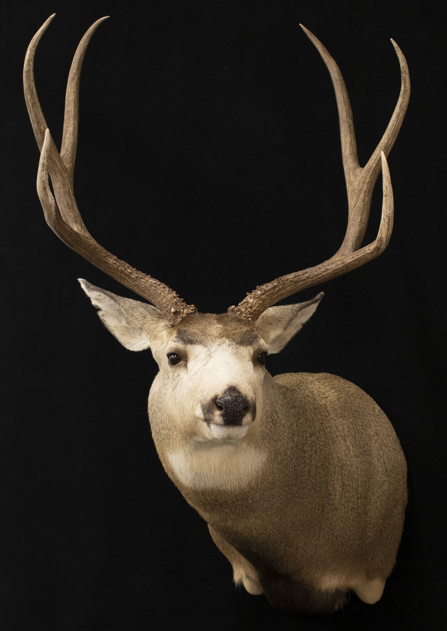 Mule Deer 
Mule Deer Mounts
Mule Deer taxidermy
Mule Deer Shoulder mounts