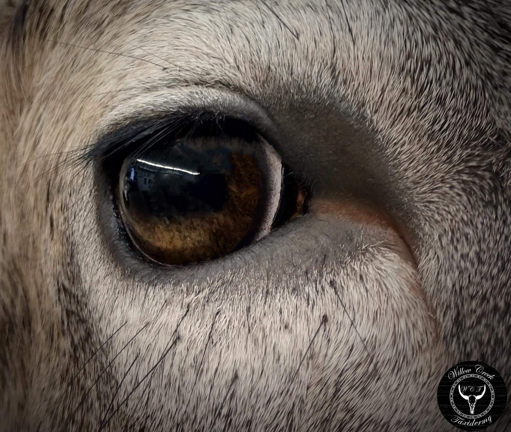 Whitetail eye picture
Deer taxidermy
Whitetail Taxidermy
Taxidermy pictures