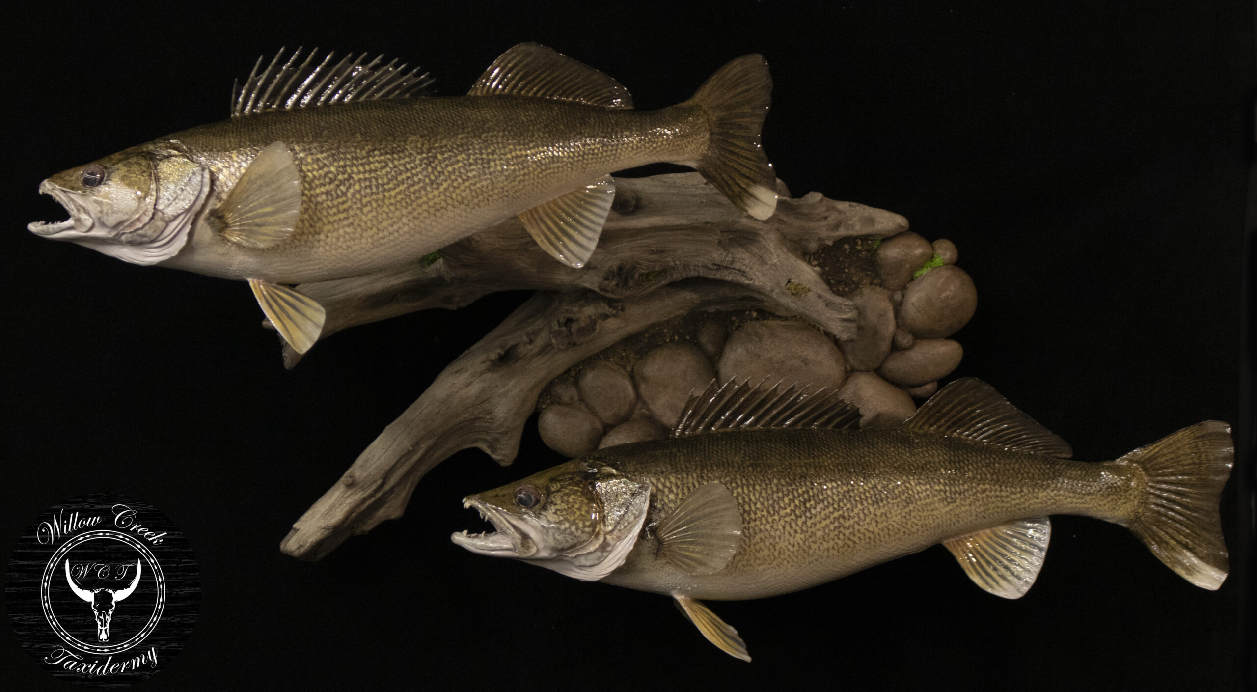 Walleye Skin Mount
Fish Mount
taxidermy
North Dakota fish taxidermists
Fish taxidermy fargo 