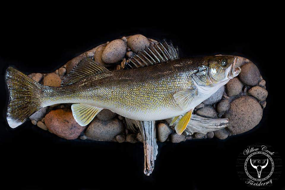 Walleye Mount with habitat
Walleye mount
walleye skin mount
Walleye Taxidermy
walleye mount with rocks 
Walleye with Driftwood mount