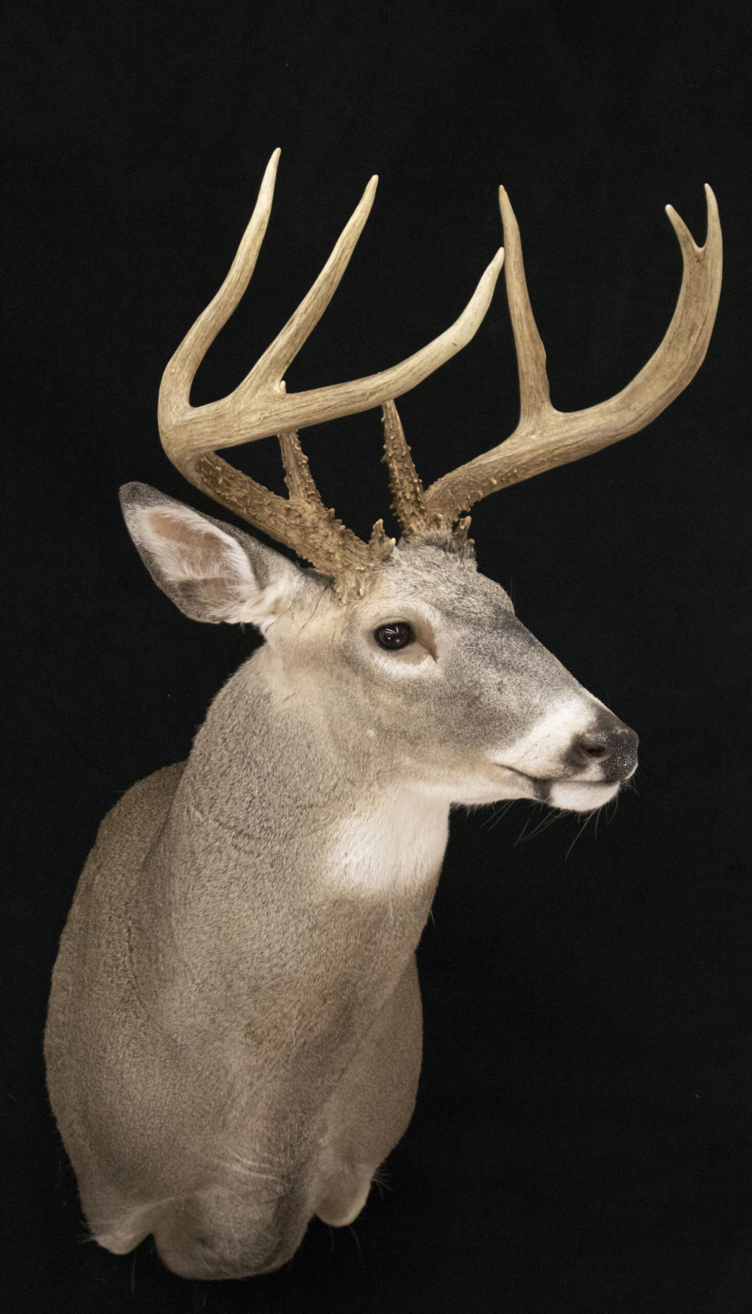 Semi upright Shoulder mount
Semi Upright Deer Form
Whitetail deer mount
Shoulder Mount
Deer Mount
Fargo Taxidermy
North Dakota Taxidermy