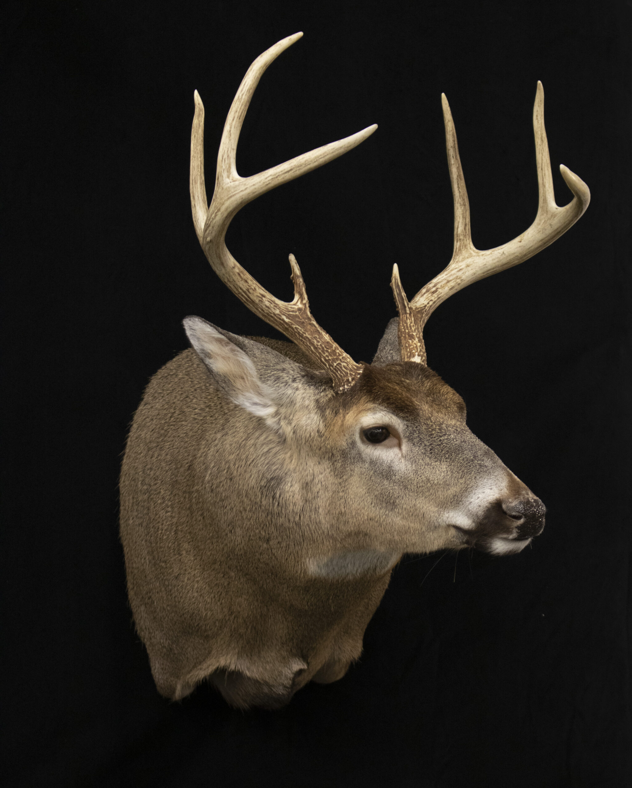 Full Sneak Form
Full Sneak whitetail mount
Full sneak taxidermy form
Full Sneak Deer
