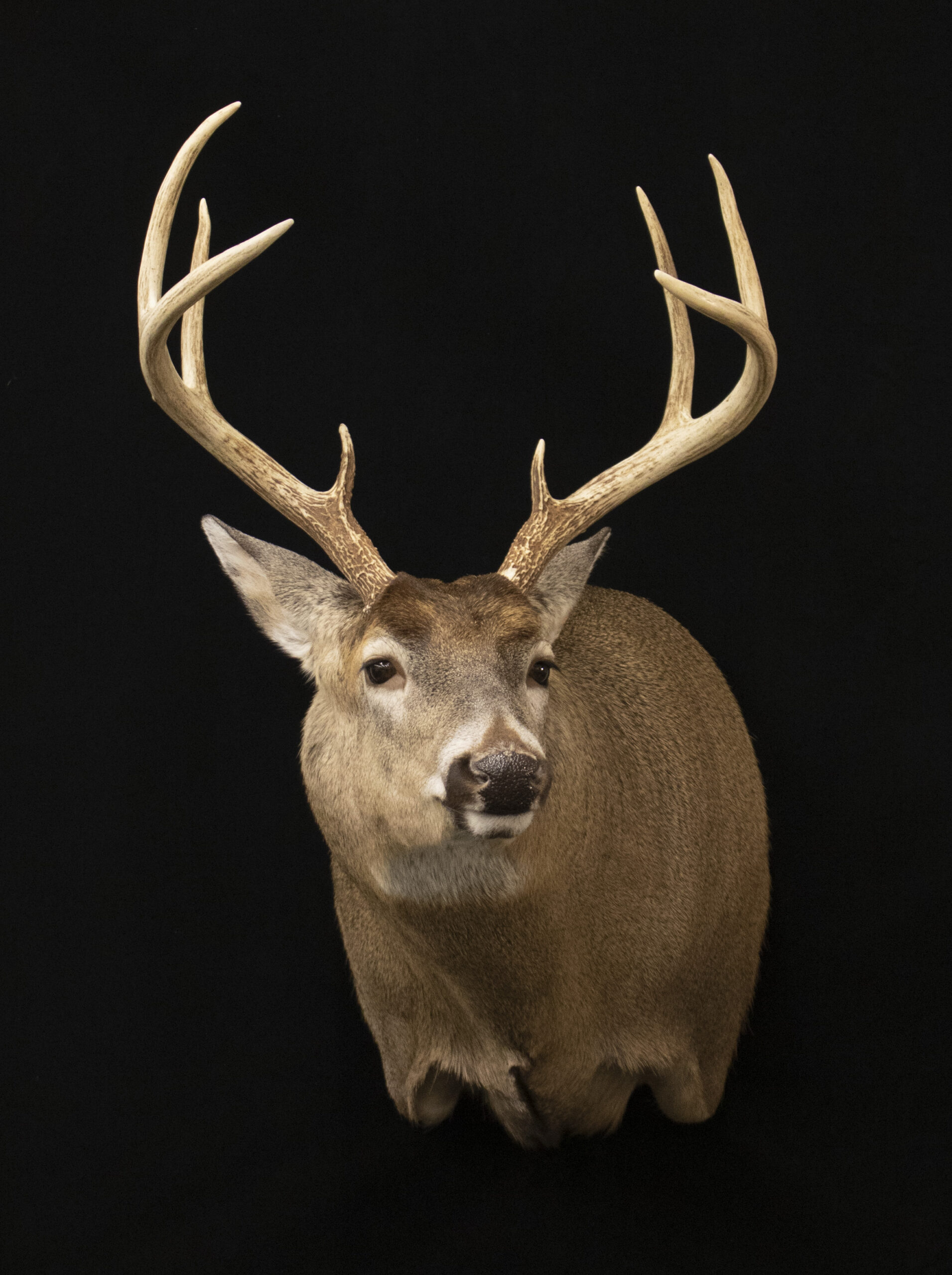 Full Sneak Deer Form
Full Sneak Deer Mount
Full Sneak Shoulder Mount
Whitetail Full Sneak Form
Taxidermy