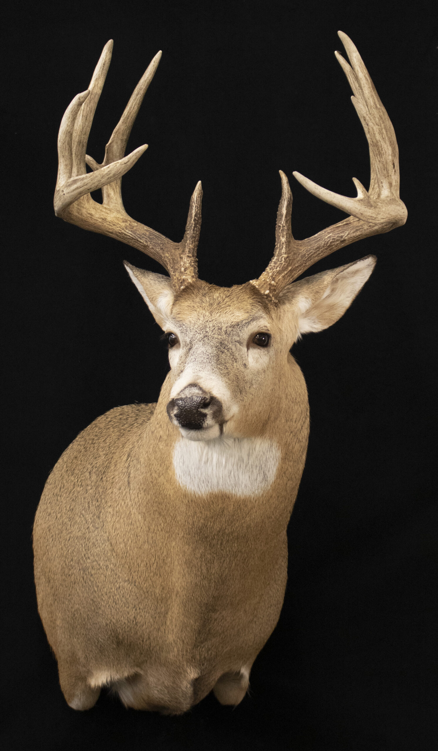 Big Buck Mounts
Deer Mounts
Whitetail Buck mounts
Semi upright form
Semi upright Deer mount
Whitetail Deer
Taxidermy
North Dakota Taxidermy