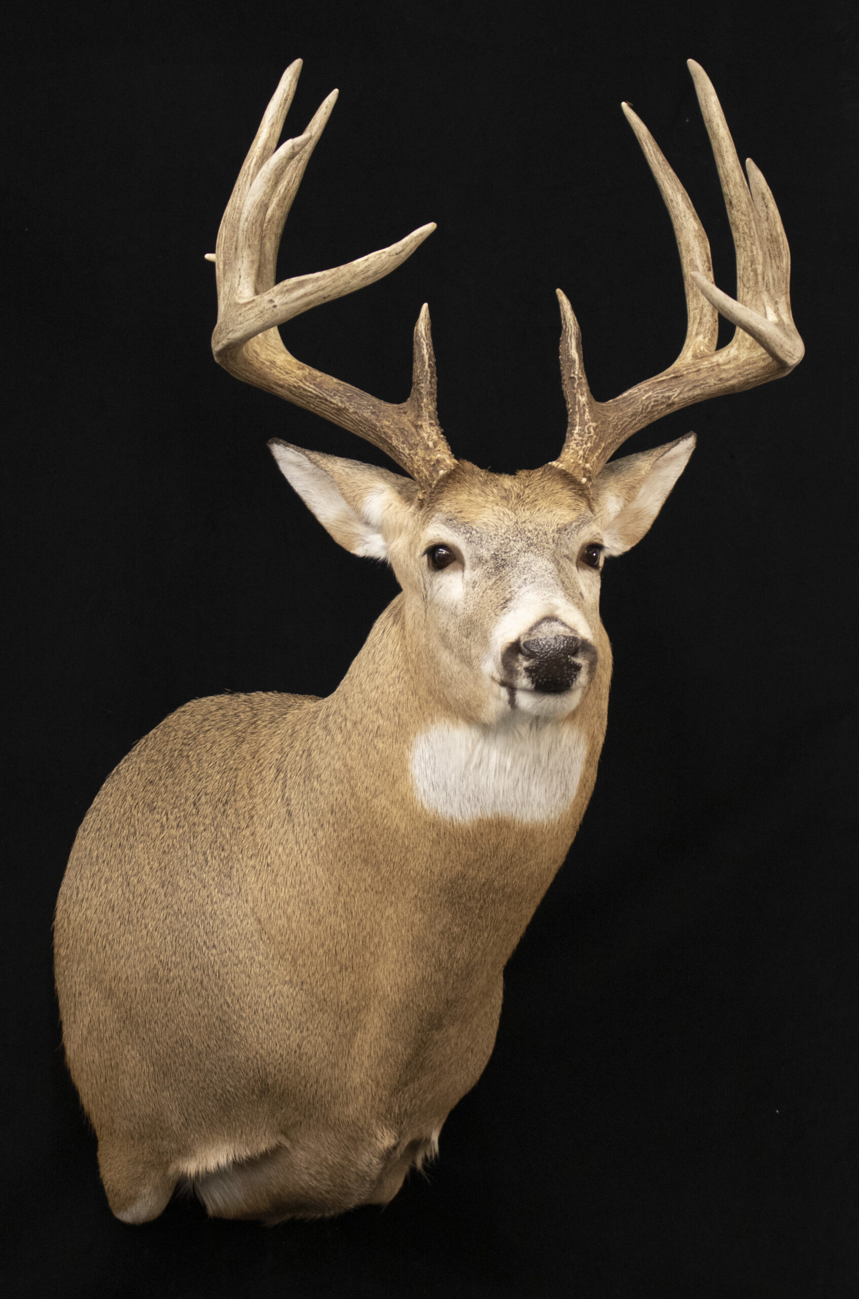 Deer Mounts
Whitetail Deer
Deer Hunting
Taxidermy
Deer
Taxidermy Mounts
Deer Heads
Shoulder Mount Deer
