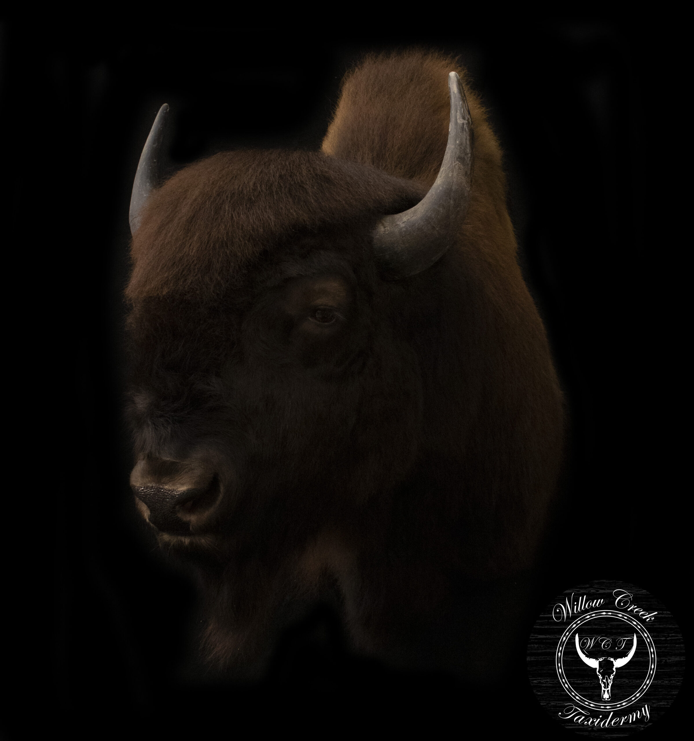 Buffalo Shoulder Mount
Bison Shoulder Mount
Buffalo Taxidermy
Bison Mounts
Buffalo Mount