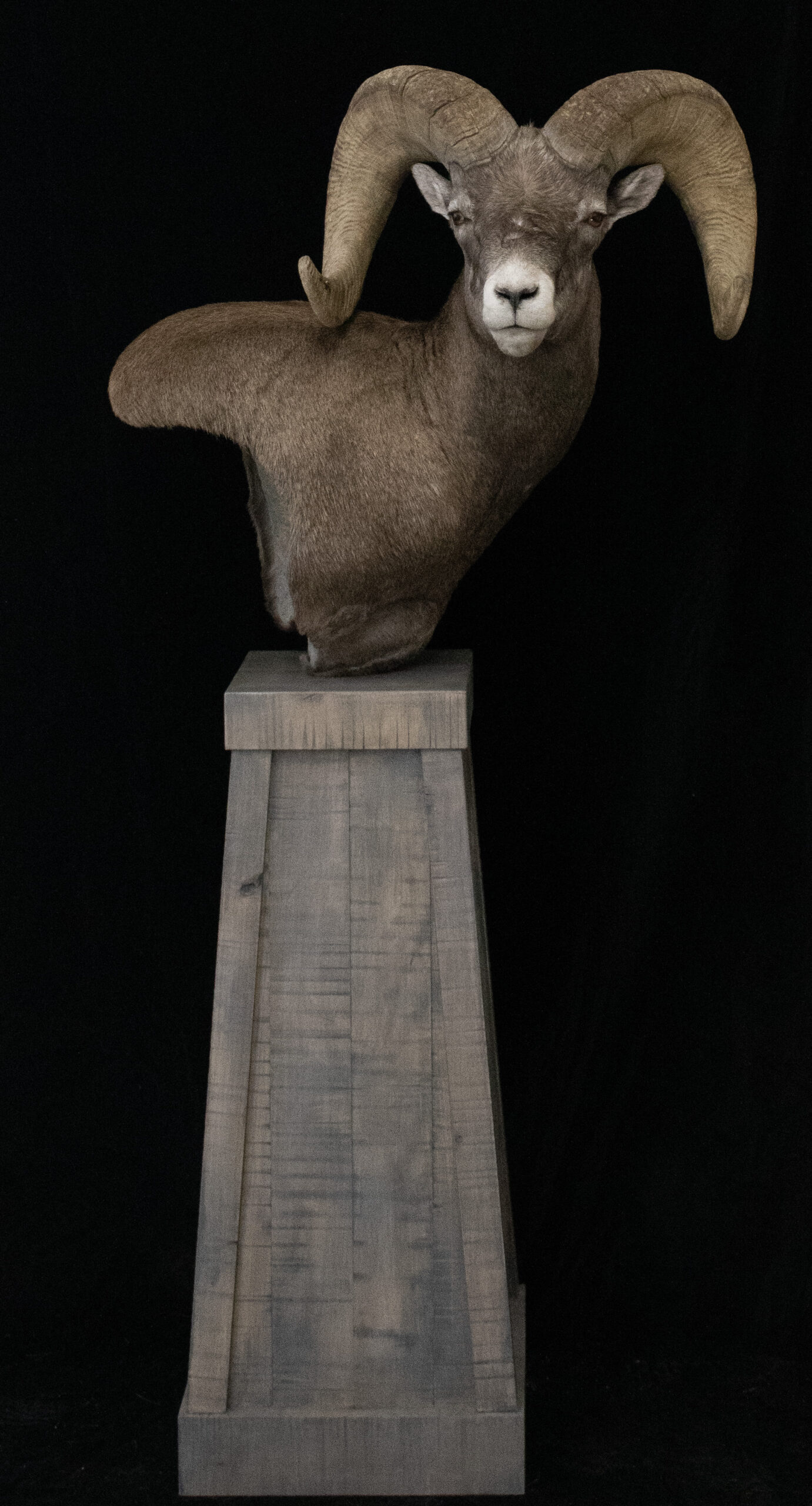 Bighorn Sheep
Sheep
Bighorn Pedestal mount
Bighorn Taxidermy
Rocky mountain big horn sheep
Big Horn Sheep Taxidermy
Taxidermy
