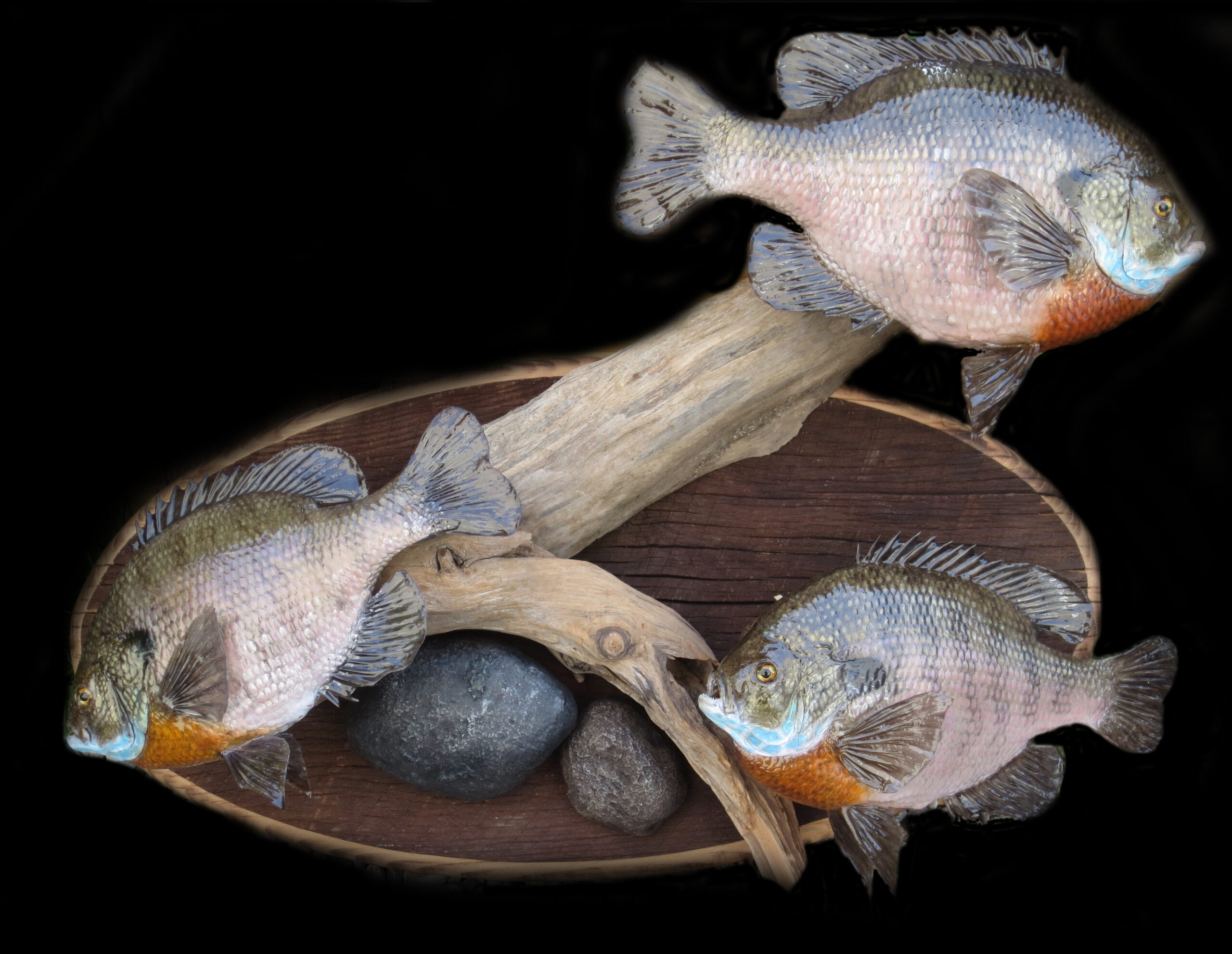 Bluegill Mounts
Bluegill Fish
Bluegill Taxidermy
Fish mounts