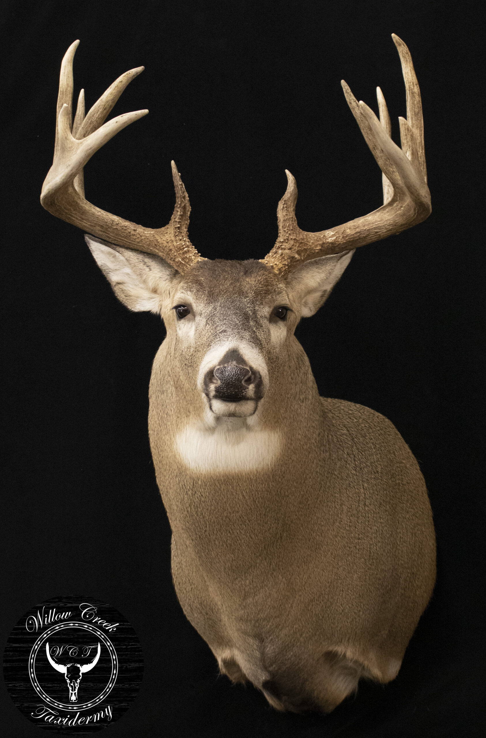 Whitetail Deer
Whitetail Taxidermy
Shoulder Mount
Taxidermy
Whitetail shoulder mount