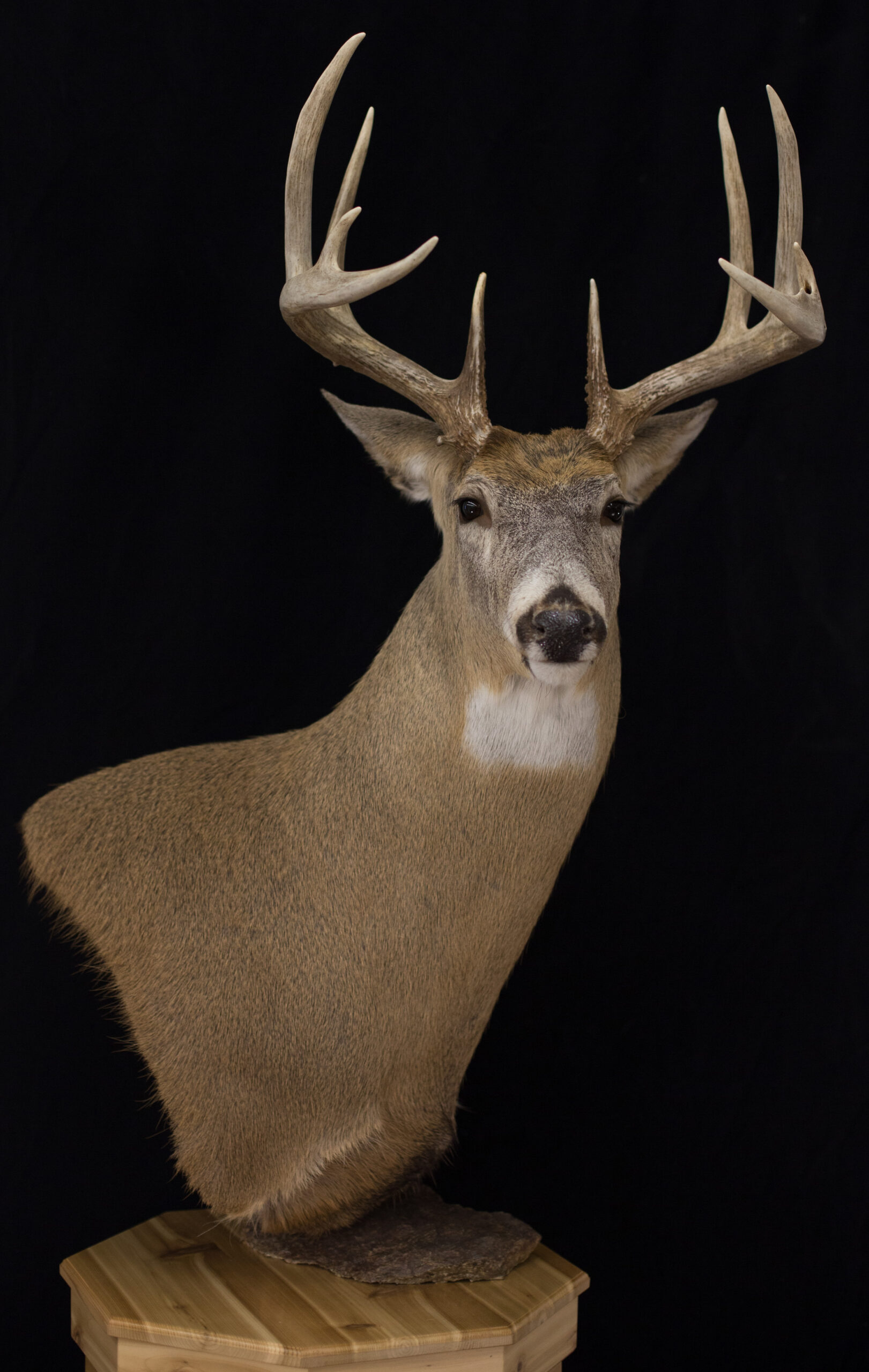 Whitetail Deer Pedestal
Whitetail Deer Pedestal Mount
Taxidermy Pedestal Mount
Pedestal Mount Deer
Shoulder mount whitetail deer