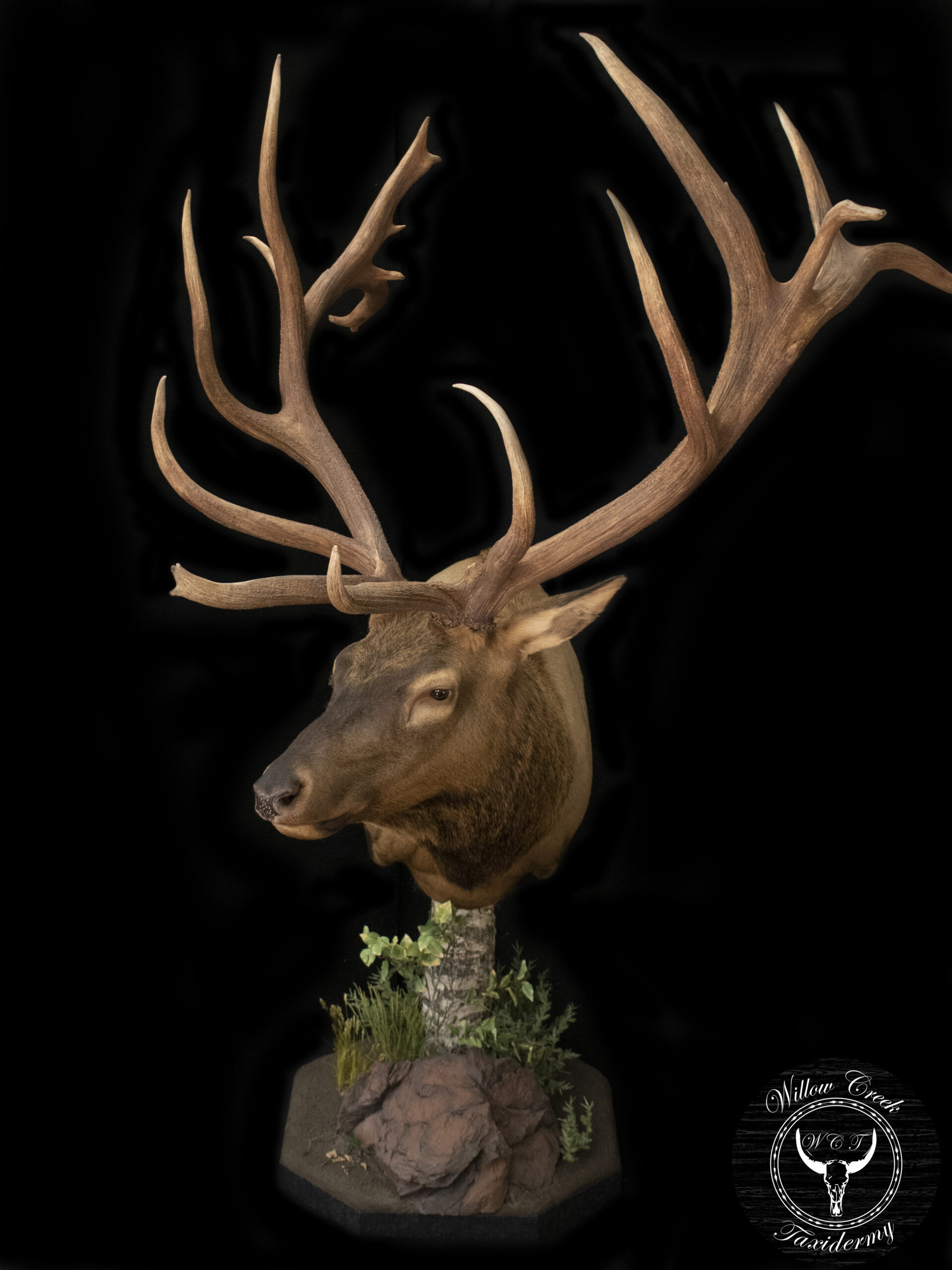 Pedestal Elk
Elk Pedestal
Elk Mounts 
Elk
Elk Taxidermy
Taxidermy Elk
Elk Shoulder Mount