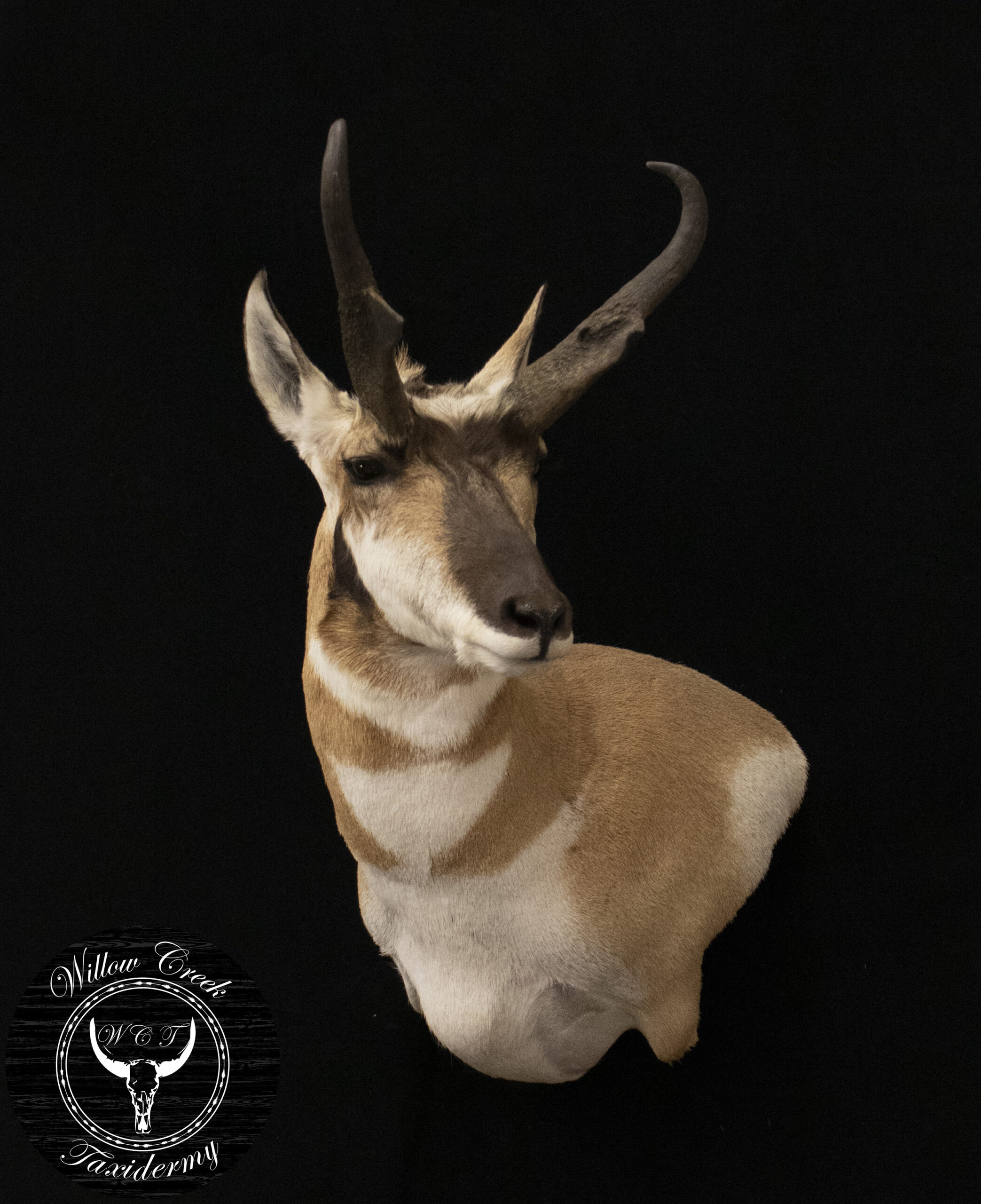 Wall Pedestal Antelope
Antelope
Antelope Wall Pedestal
Antelope taxidermy
Goat
Antelope Shoulder Mount