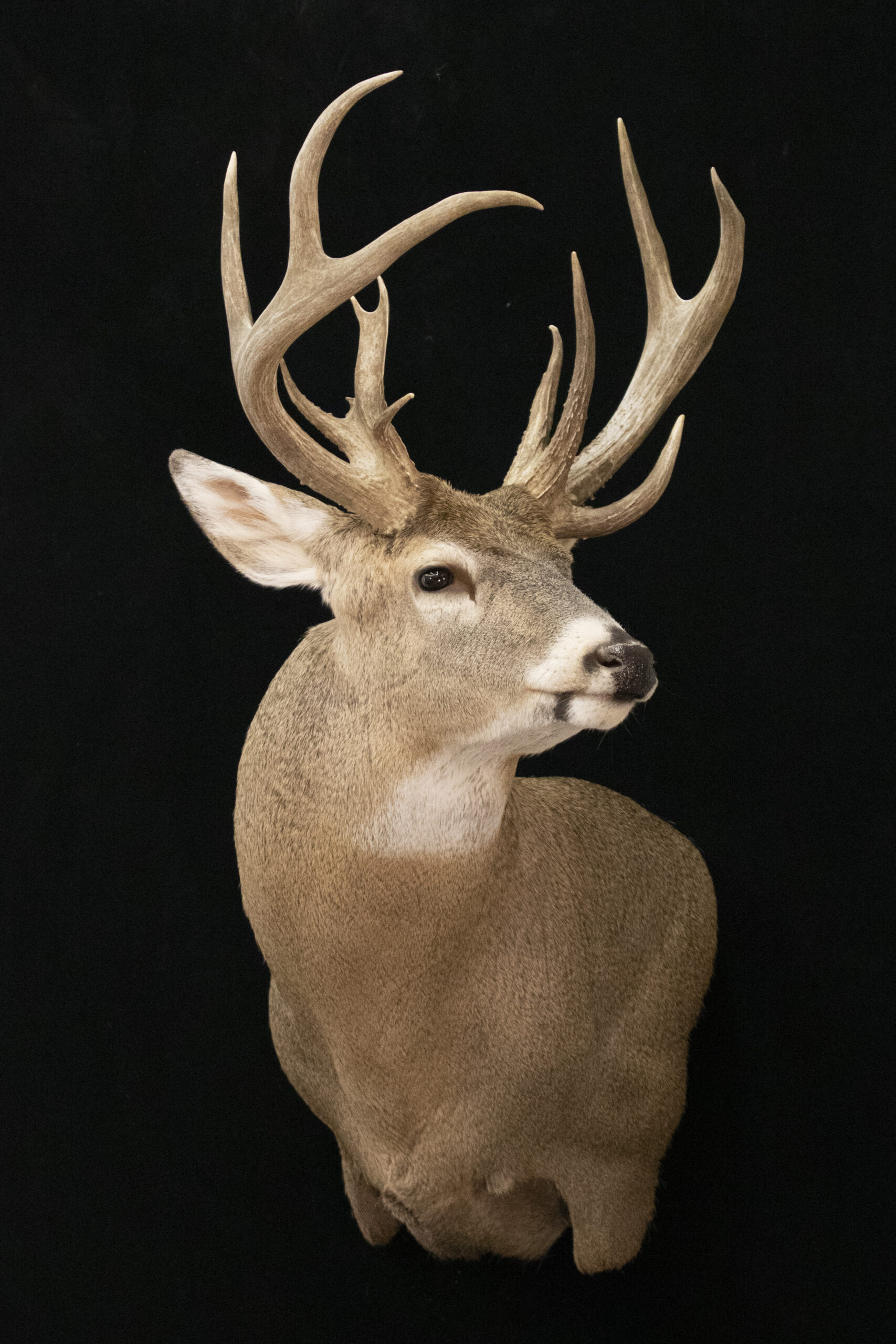 Whitetail Deer Wall Pedestal
Wall Pedestal Mount
Whitetail wall pedestal
Deer Pedestal Mount
Fargo Area Taxidermy