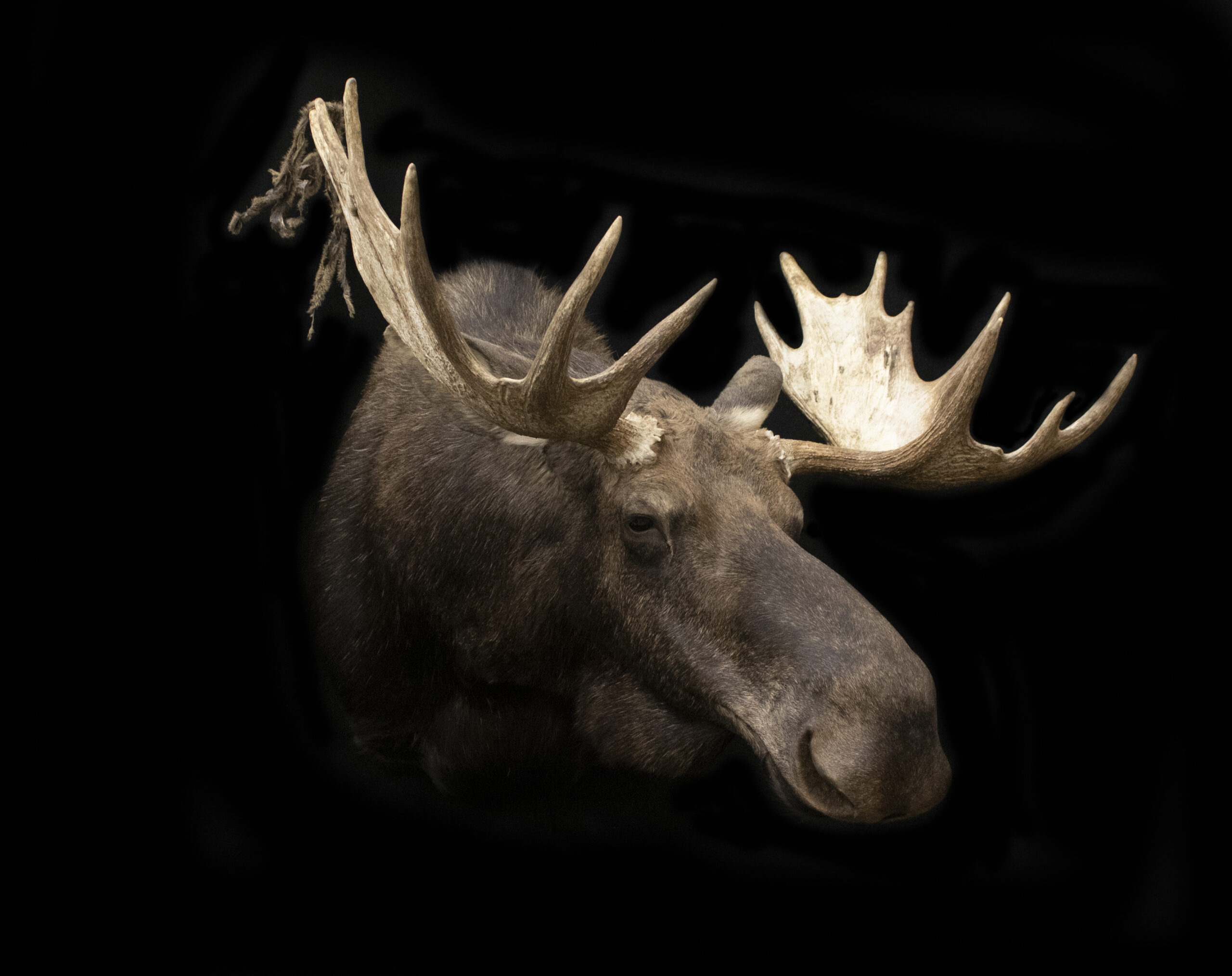 Moose
Shoulder Mount Moose
Moose Taxidermy
Taxidermy Moose
Moose Mounts
Moose Shoulder Mount

