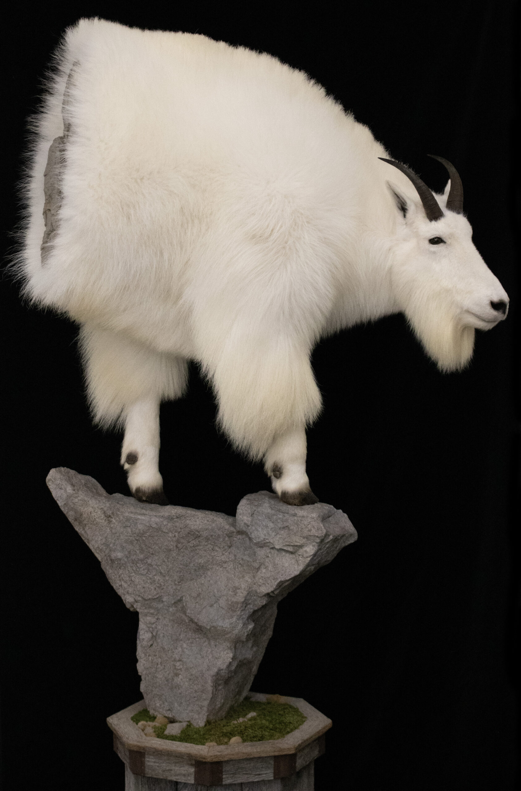 Mountain goat mounts
Mountain goat pedestal
Pedestal mountain goat
Shoulder mount mountain goat
Mountain goat taxidermy
