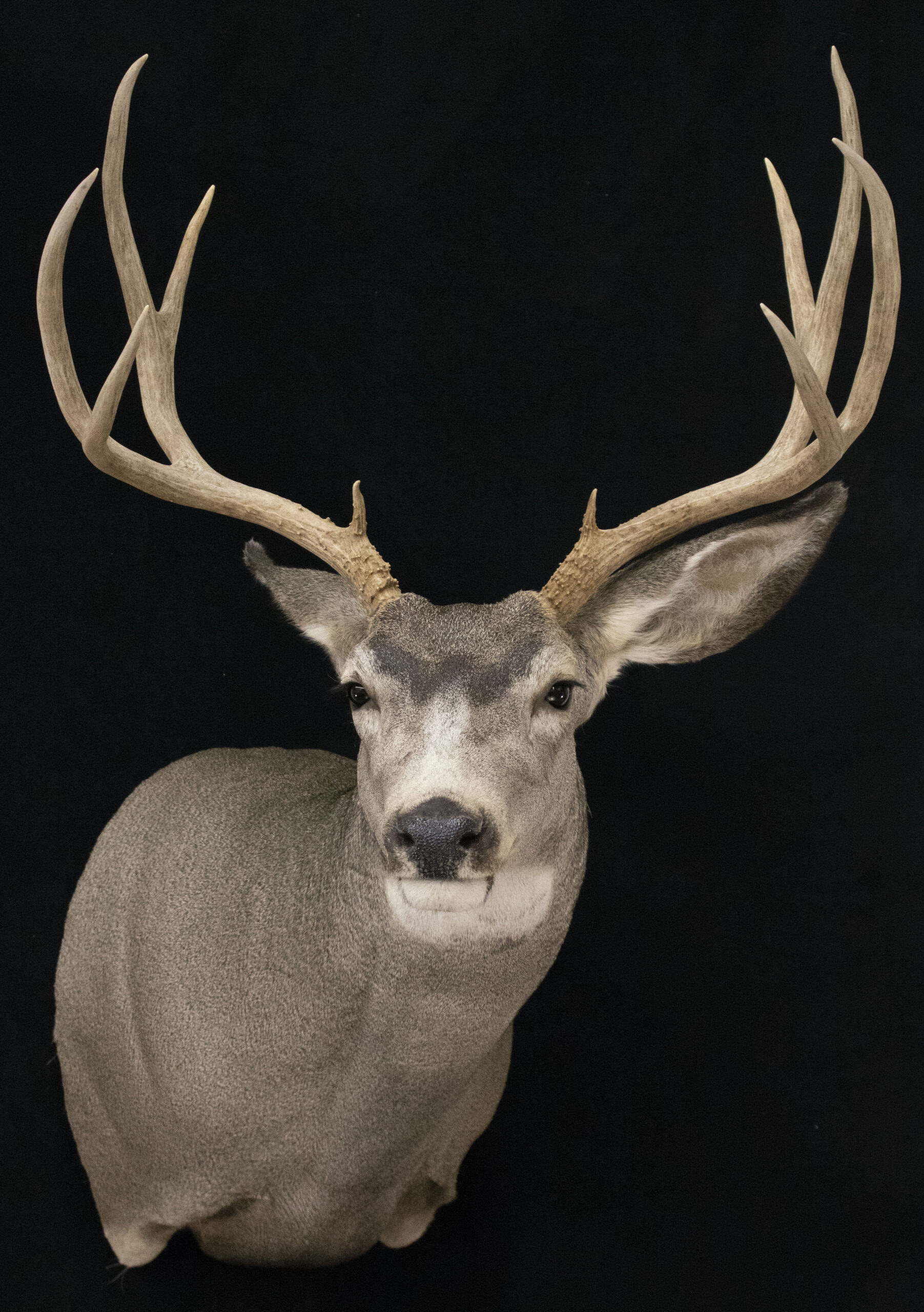 Early Season Mule Deer mount
Mule Deer Shoulder mount
Mule Deer taxidermy
mule deer mounts
