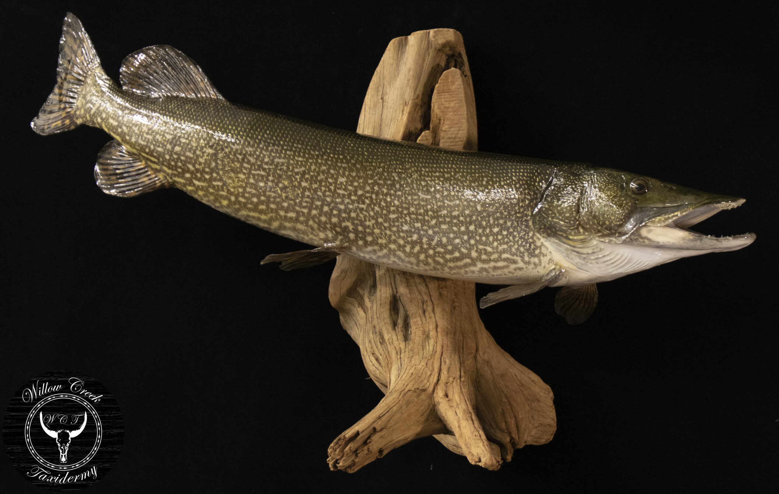 Northern Pike Mount
Fish Skin mount
Pike Mounts
Fish taxidermy
Northern Pike