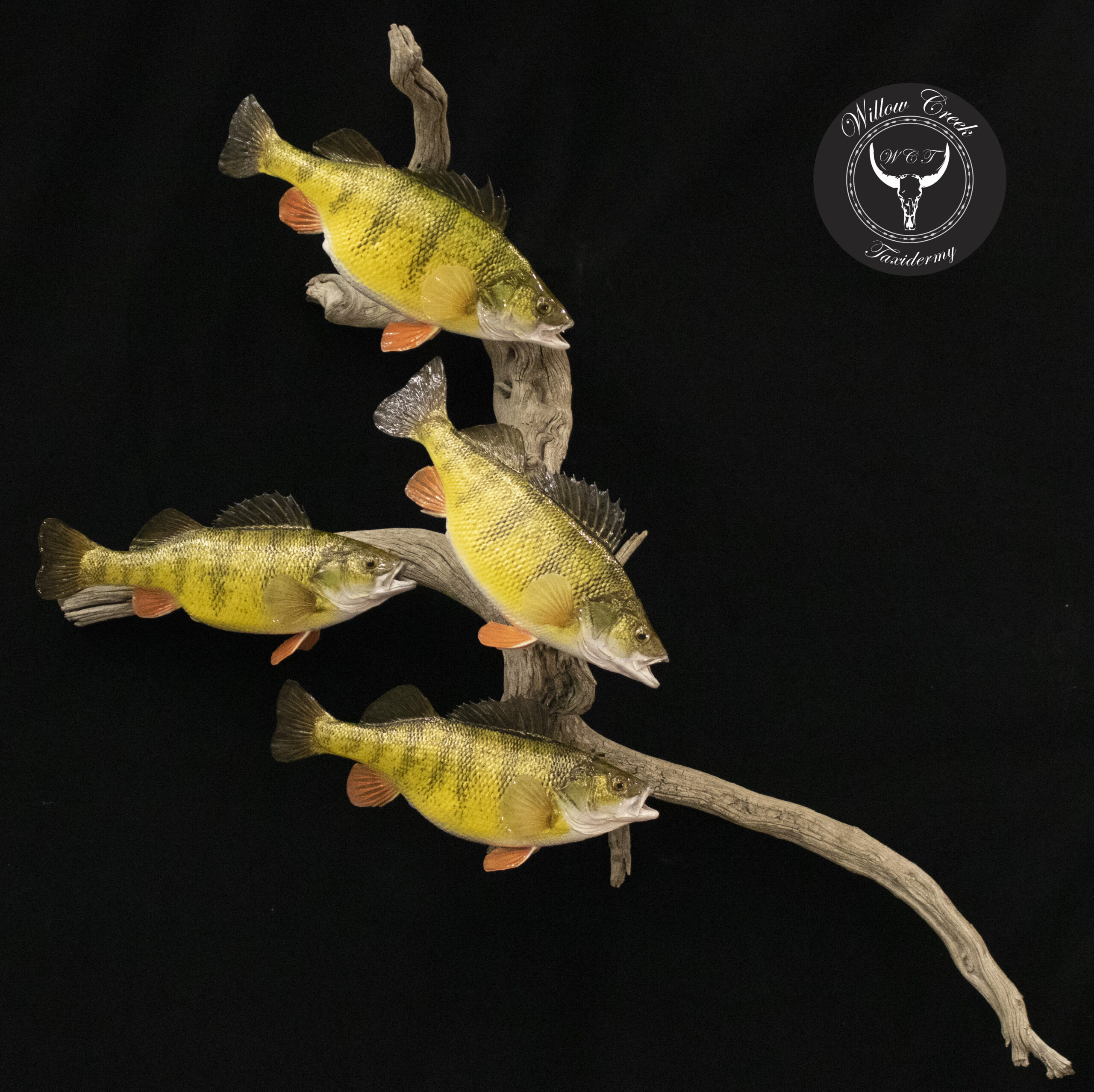 Perch Skin Mount
Skin Mount Perch
Perch Ice Fishing
Perch Taxidermy
Fish Taxidermy