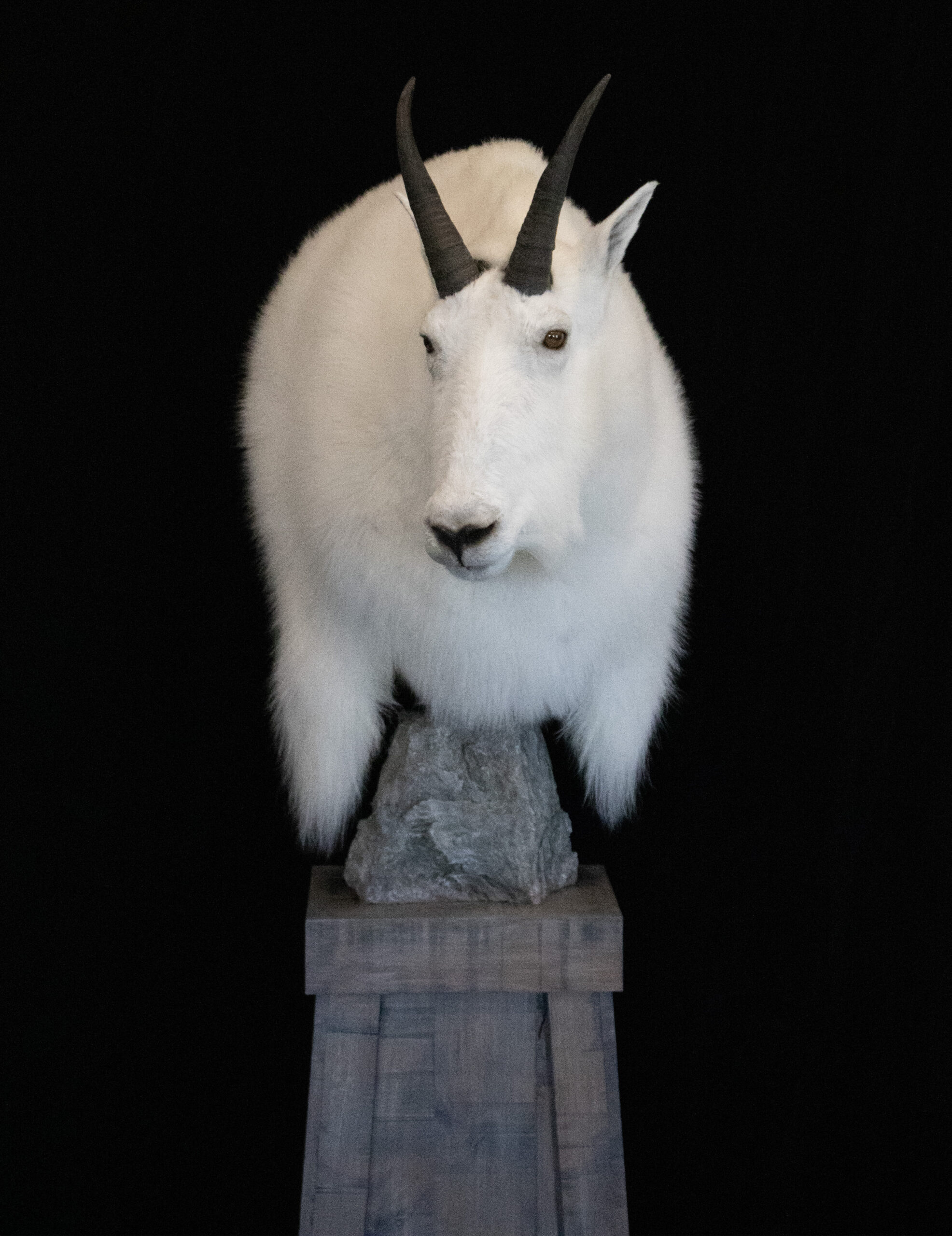 Mountain Goat Pedestal
Pedestal Mountain Goat
Mountain Goat shoulder mount
Taxidermy