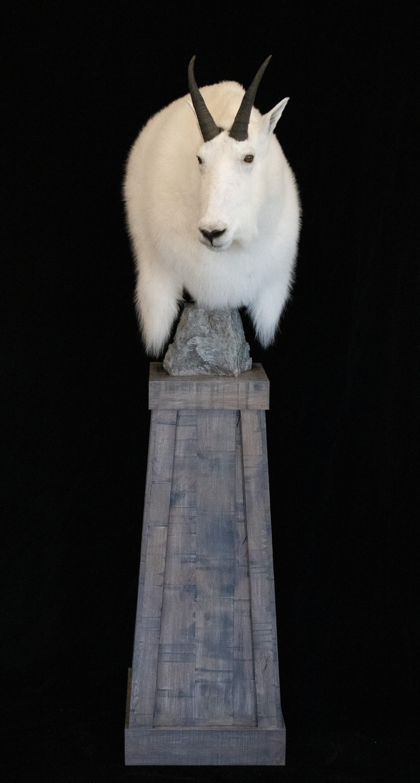 Mountain Goat mount
Mountain Goat taxidermy
Shoulder Mount Mountain goat
Pedestal mountain goat